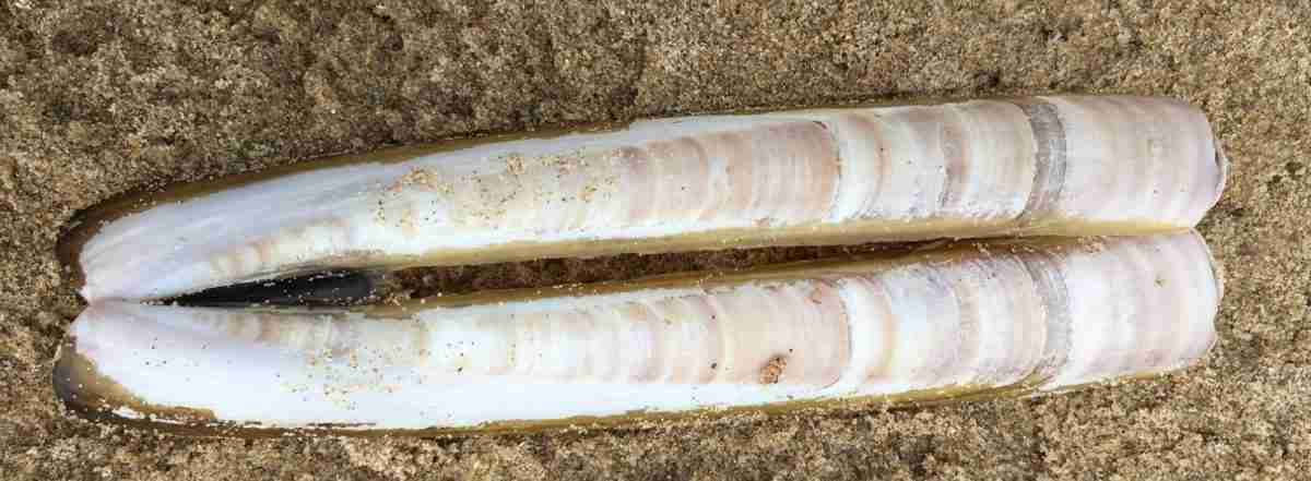 Razor Clam, striped shells, wet sandy beach, SD Desktop Wallpaper