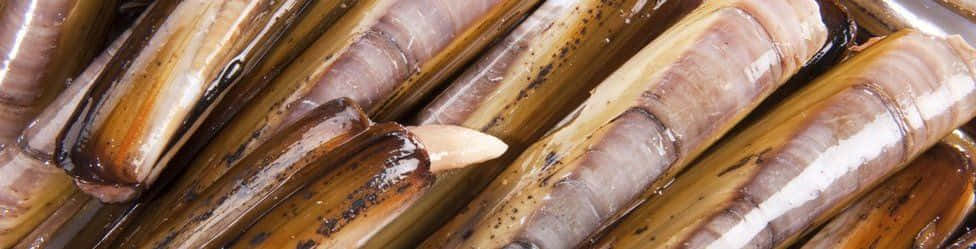Razor Clam, glossy, grilled, SD Desktop Wallpaper