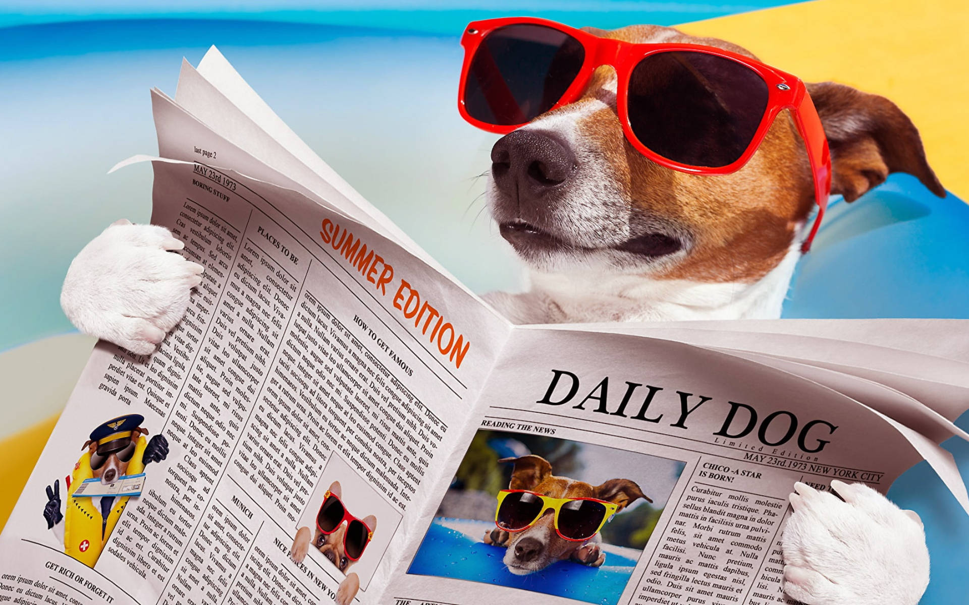jack russell terrier, red sunglasses, pool, Full HD Desktop Wallpaper