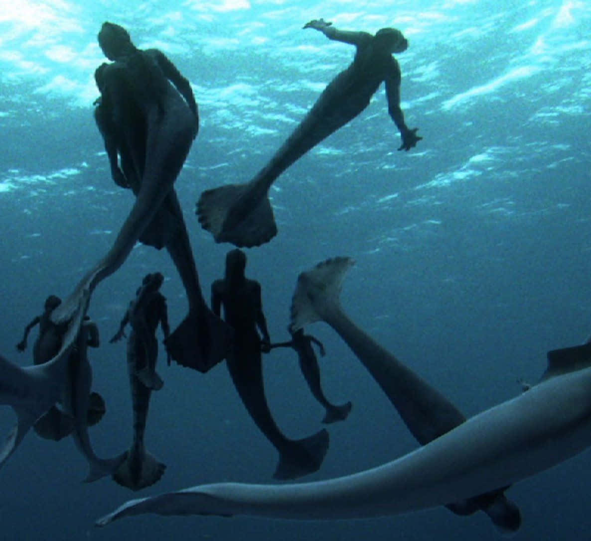 Real Mermaid, mermaid figures, large tails, SD Desktop Wallpaper