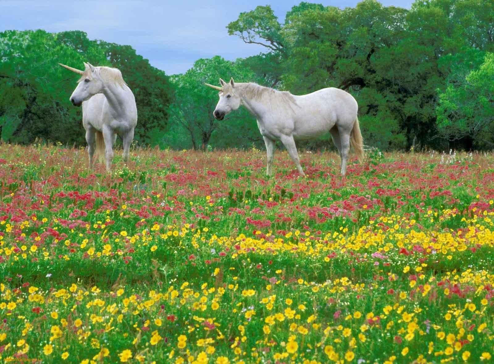 real unicorn, white unicorn, glistening sunlit river, HD Desktop Wallpaper