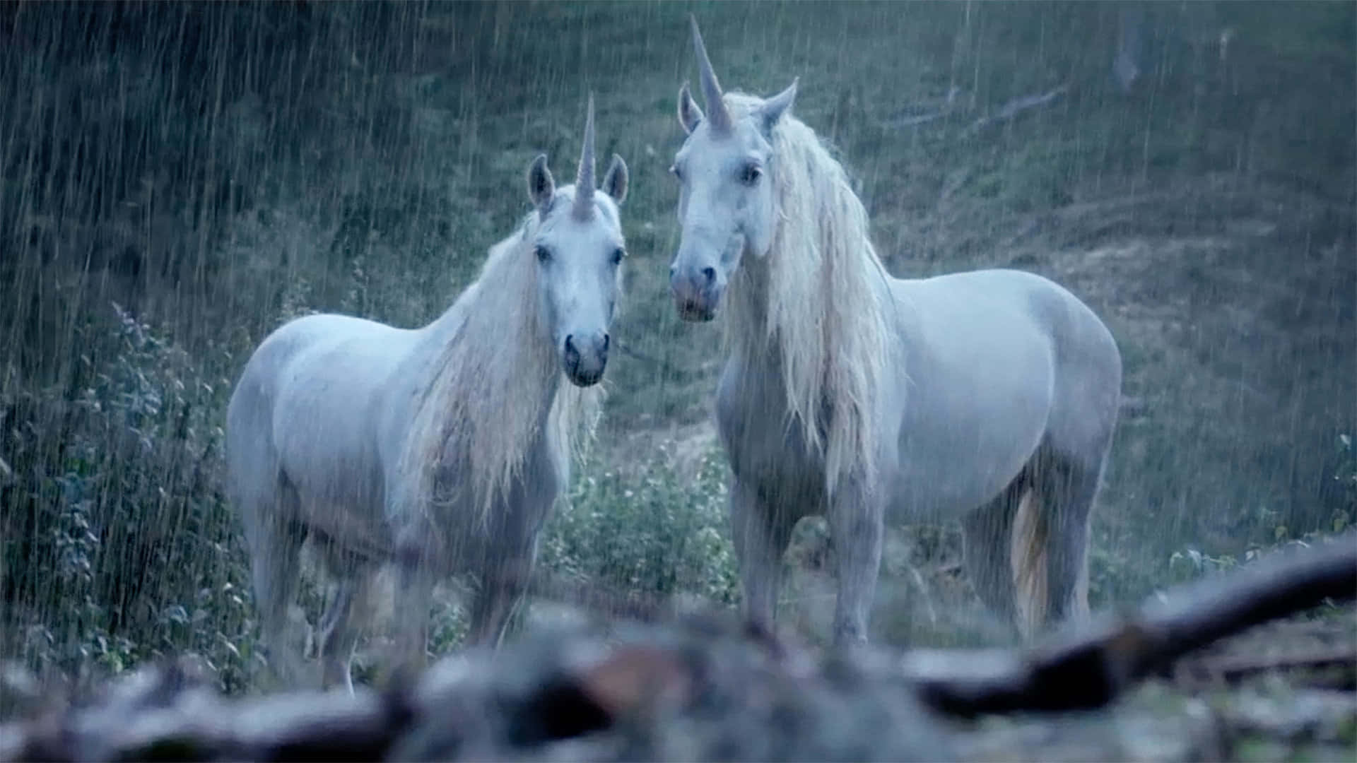 real unicorn, majestic white unicorns, rain-soaked forest, Full HD Desktop Wallpaper