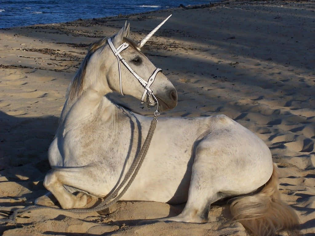 Real Unicorn, white unicorn, silver horn, SD Desktop Wallpaper