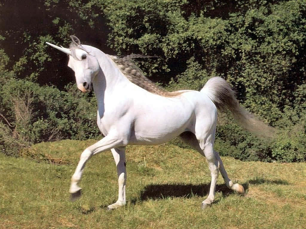 Real Unicorn, white unicorn, flowing mane, SD Desktop Wallpaper