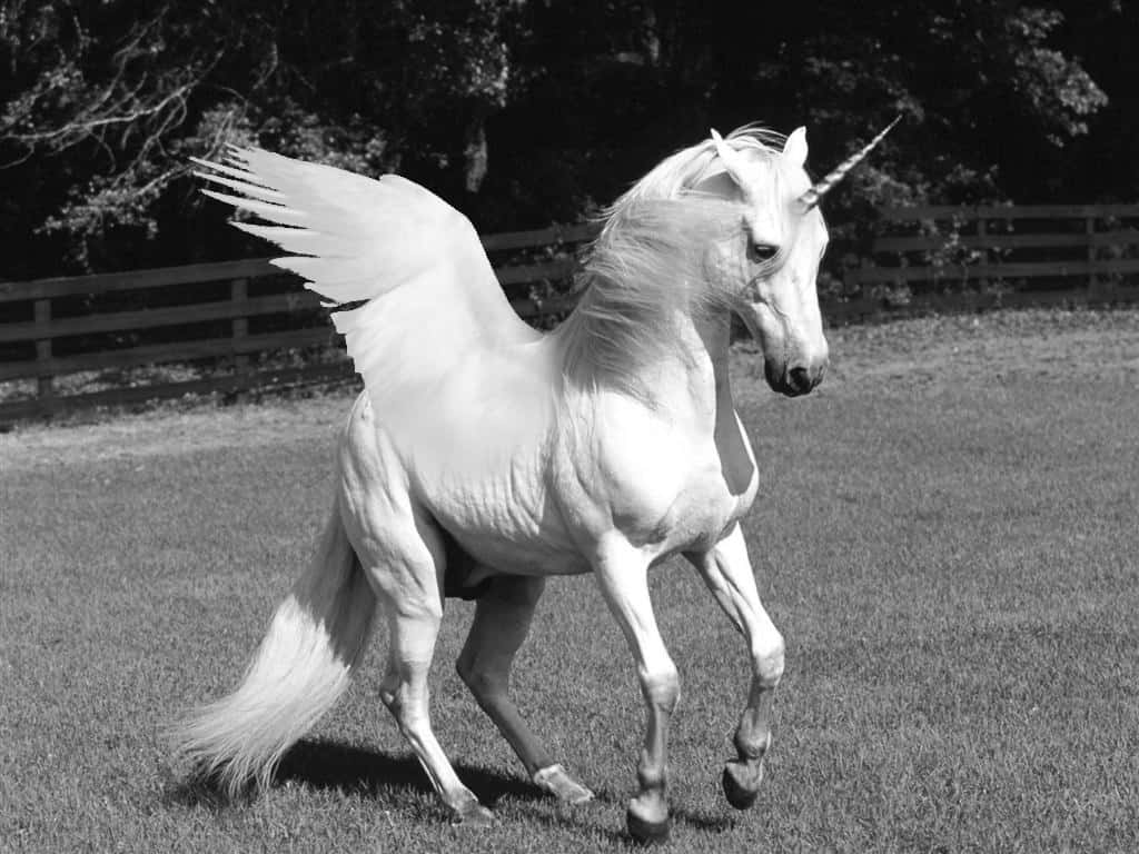 Real Unicorn, white winged unicorn, horn, SD Desktop Wallpaper