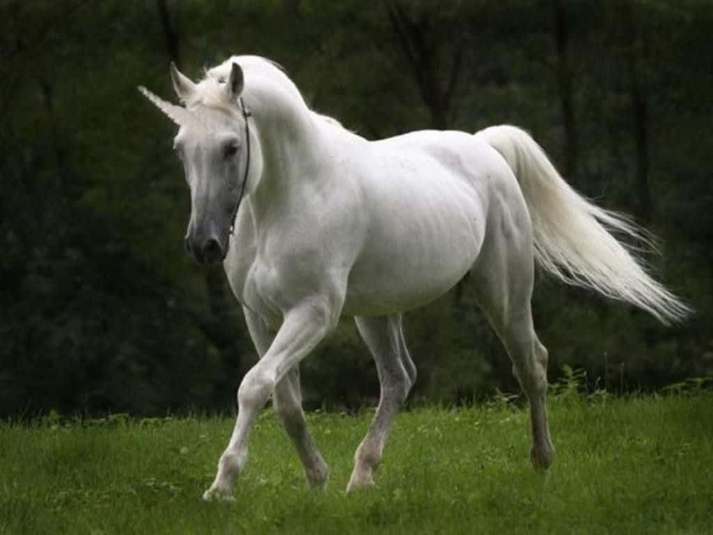 Real Unicorn, white horse, lush green meadow, SD Desktop Wallpaper