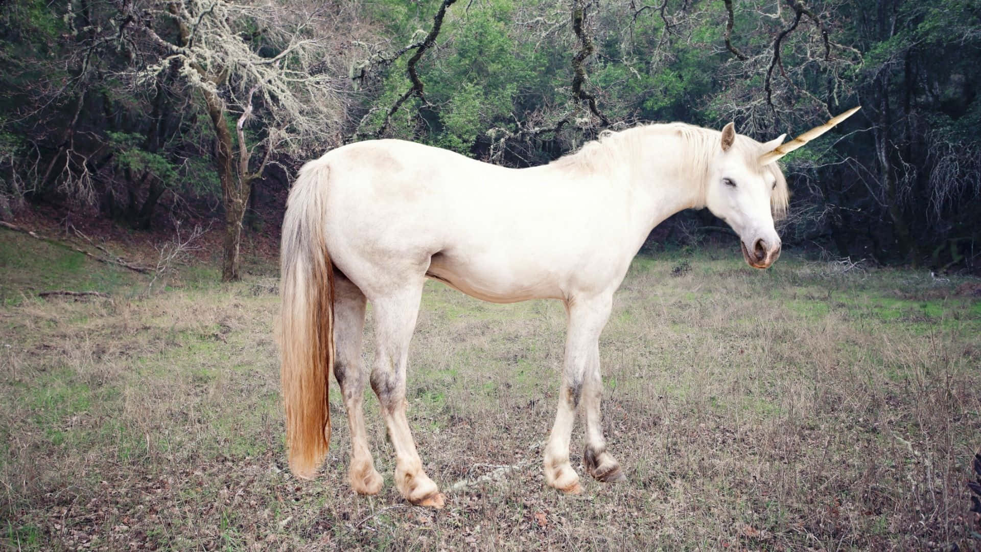 Real Unicorn, white unicorn, golden horn, Full HD Desktop Wallpaper