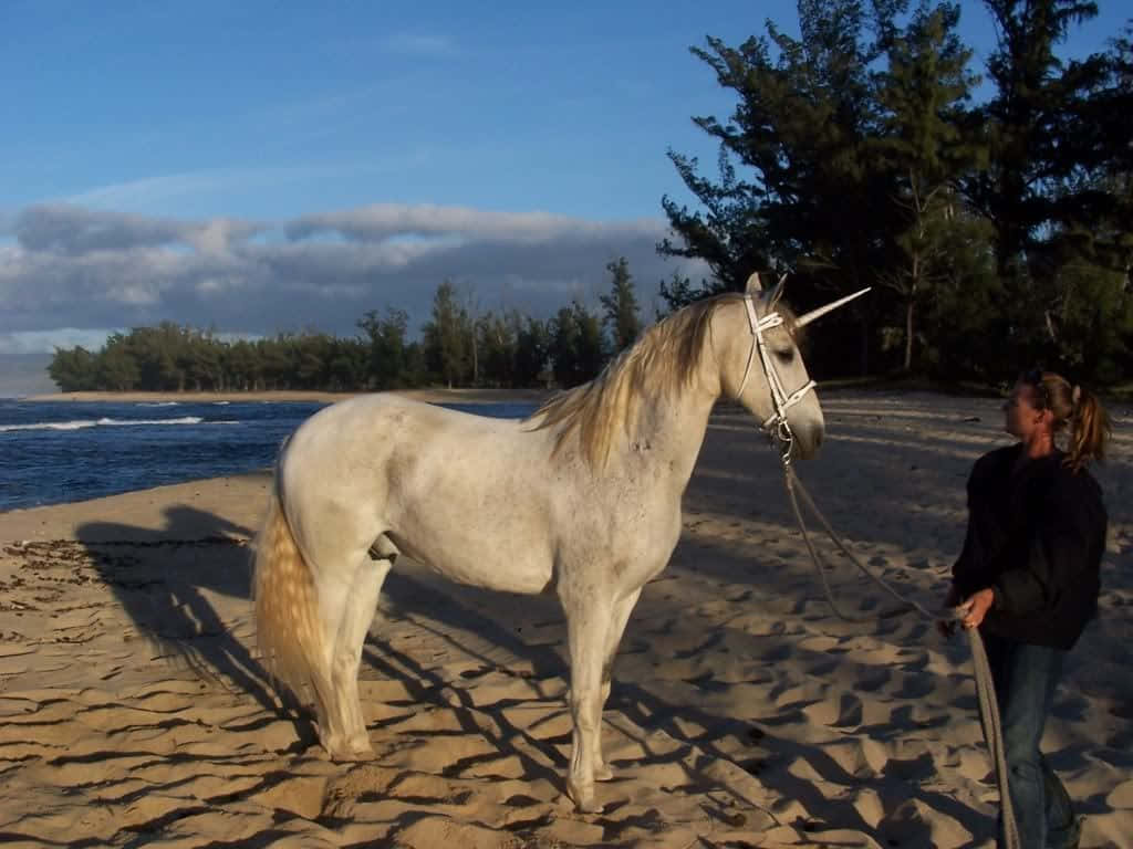 white horse, unicorn horn, sandy beach, SD Desktop Wallpaper