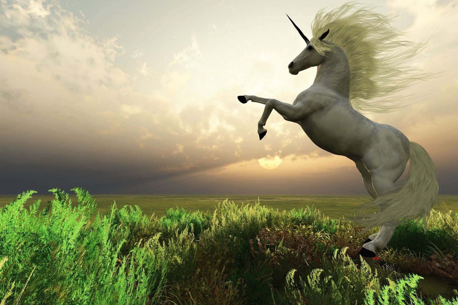 Real Unicorn, white unicorn, sunlit field, HD Desktop Wallpaper