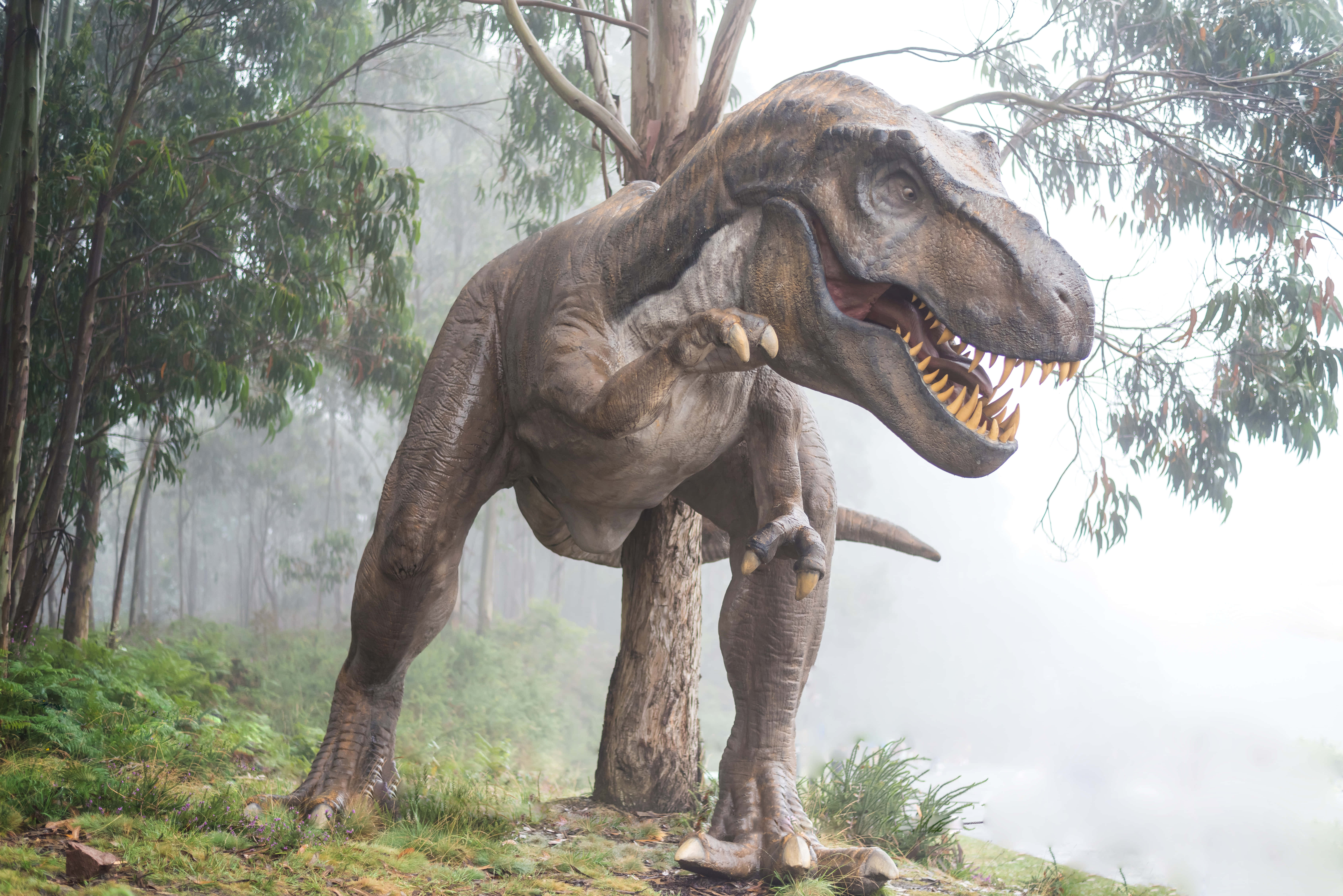 t rex, misty forest, ferns, 5K Desktop Wallpaper