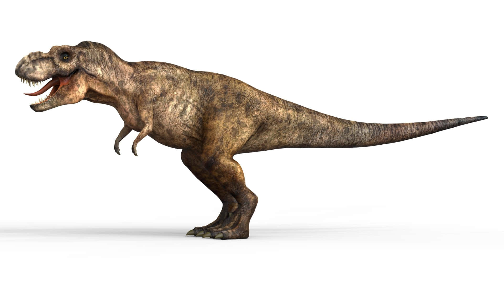 tyrannosaurus rex, 3d-rendered, stark white background, Full HD Desktop Wallpaper