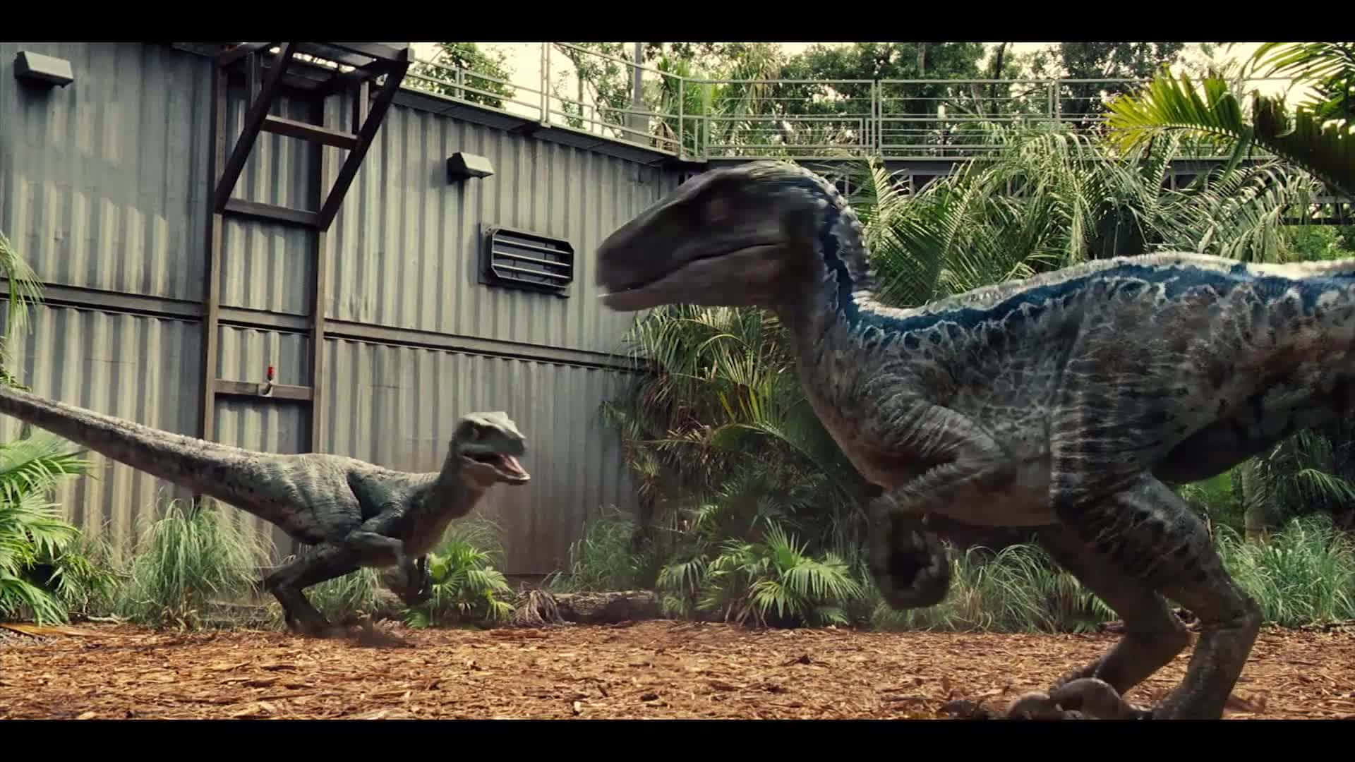 velociraptors, sunlit enclosure, corrugated metal walls, Full HD Desktop Wallpaper