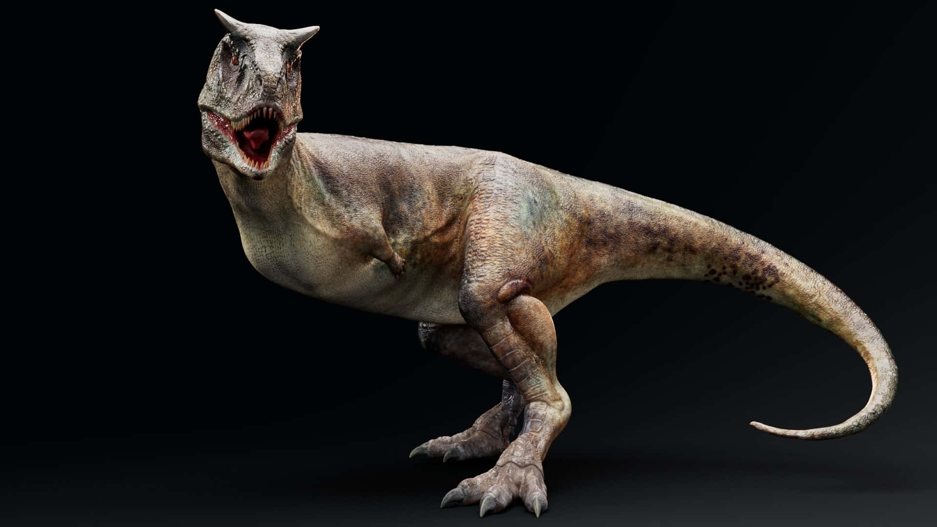 ceratosaurus, open jaws, textured skin, Full HD Desktop Wallpaper