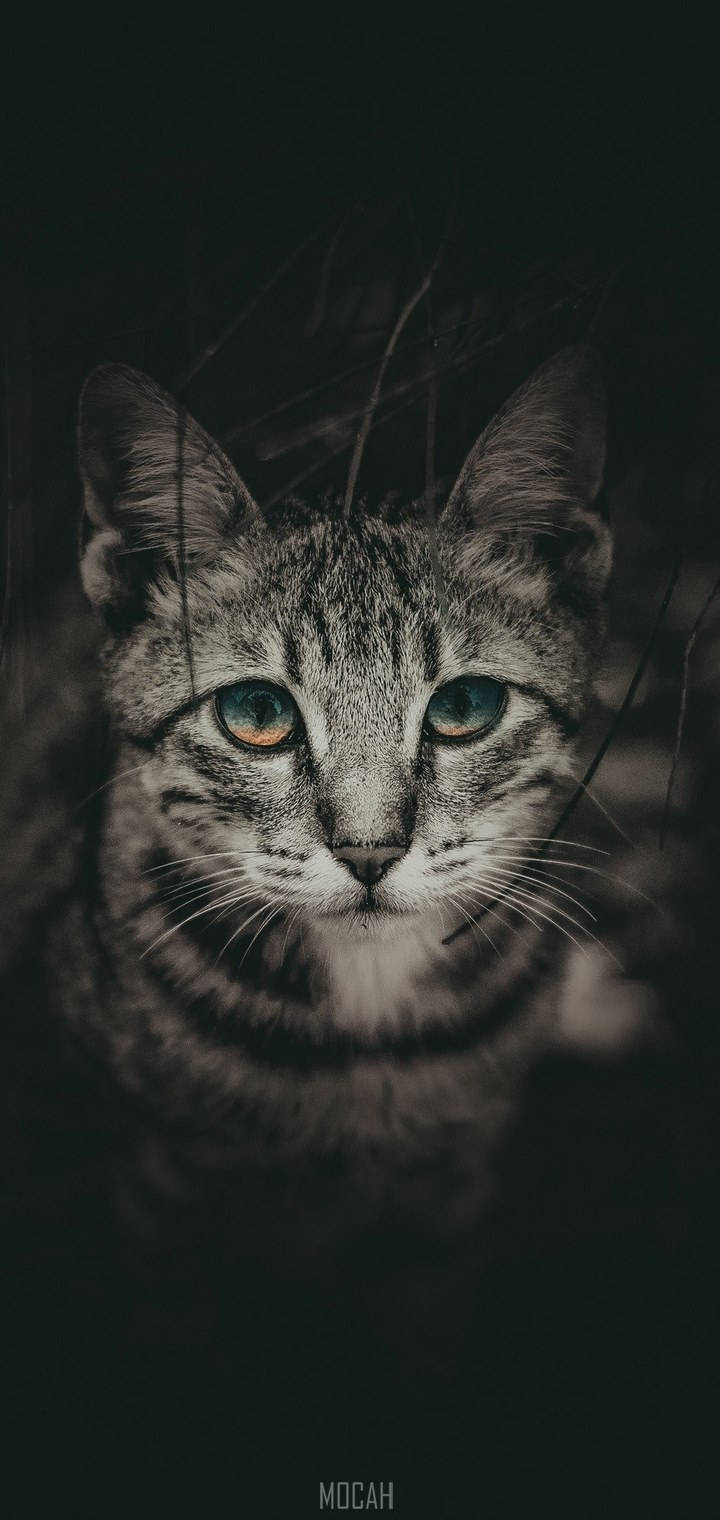 Realme 7 Pro, tabby cat, heterochromatic eyes, HD Phone Wallpaper