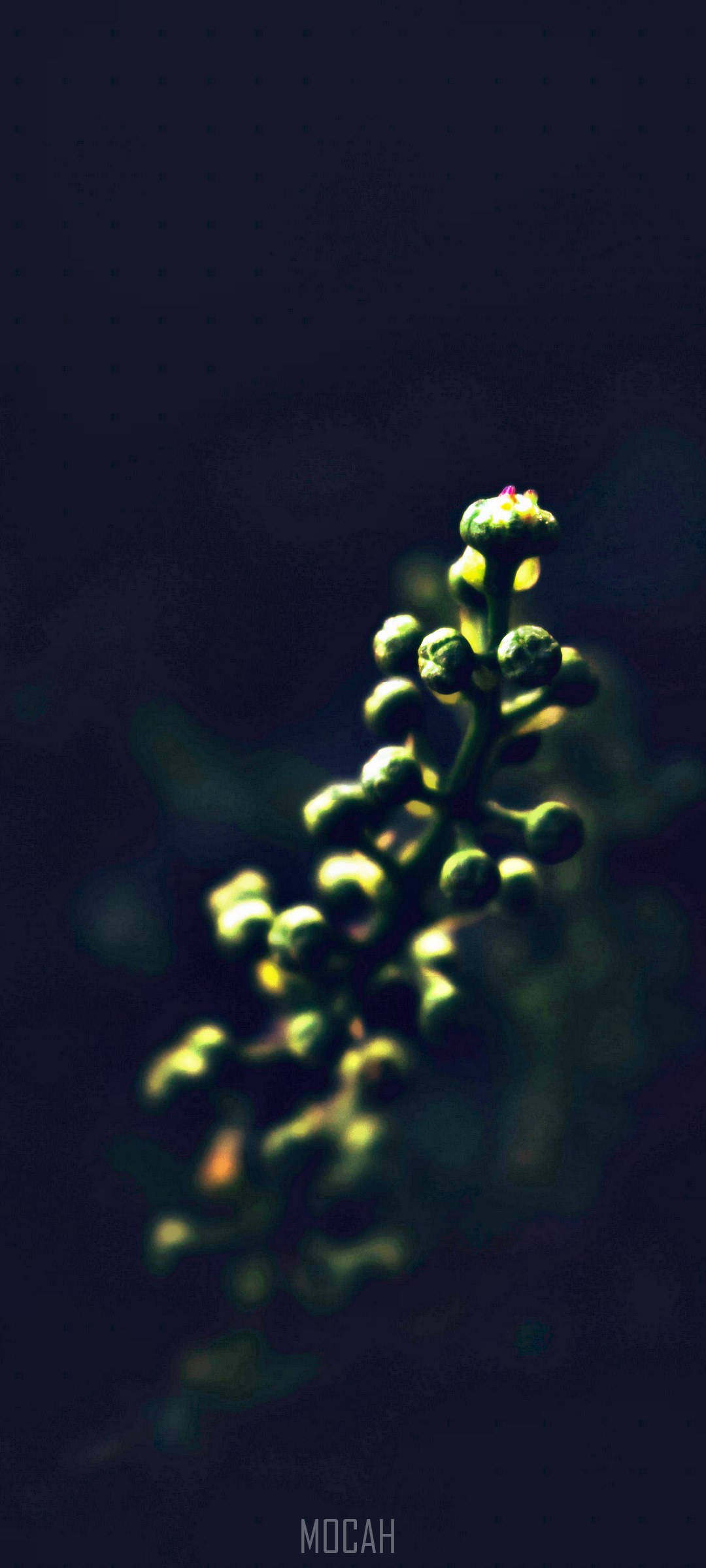 Realme 7 Pro, flower buds, green plant stem, Full HD Phone Wallpaper