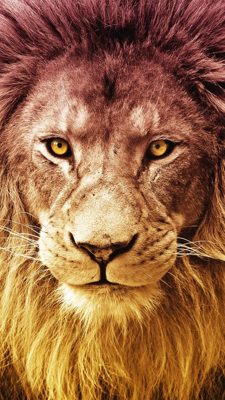 Realme 7 Pro, lion, golden eyes, HD Phone Wallpaper