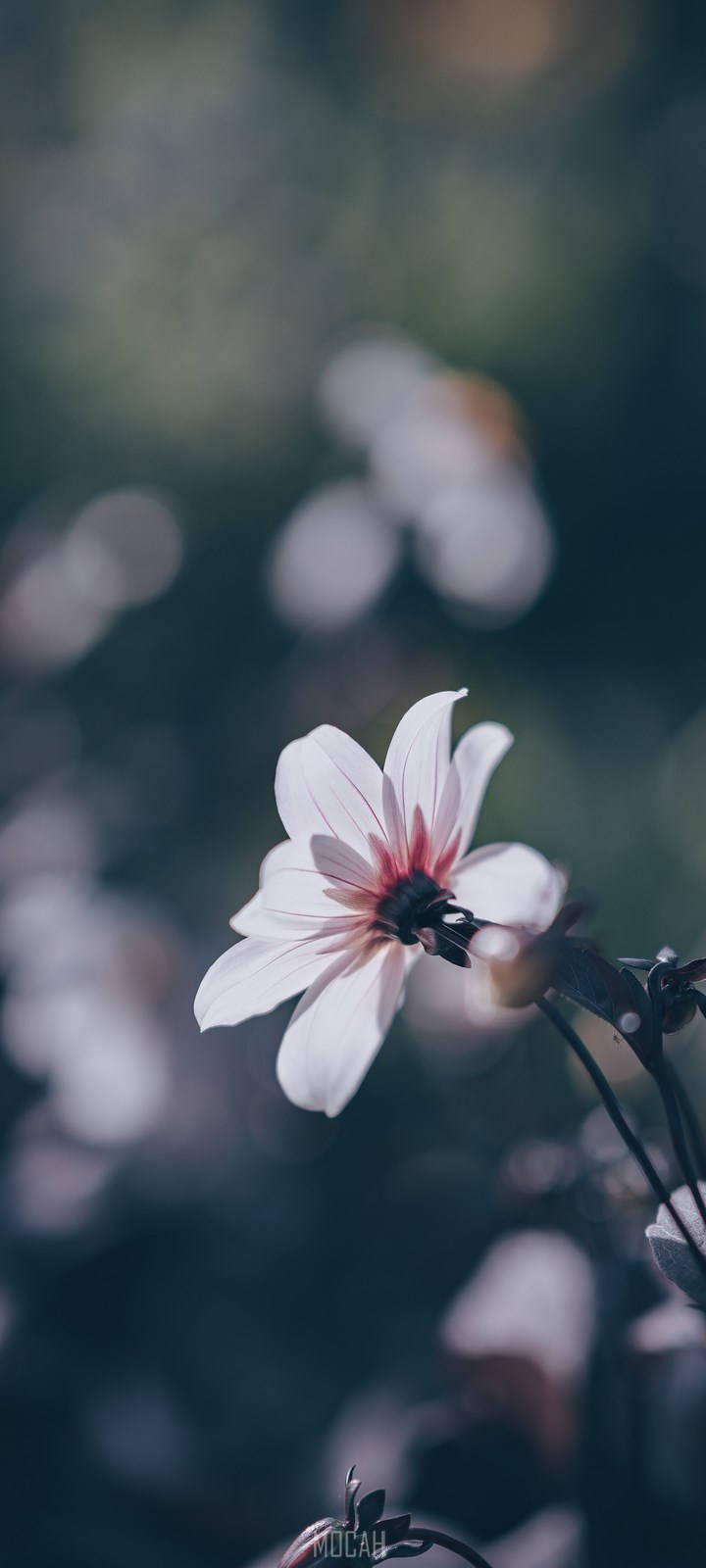 Realme 7 Pro, light pink, flower, HD Phone Wallpaper