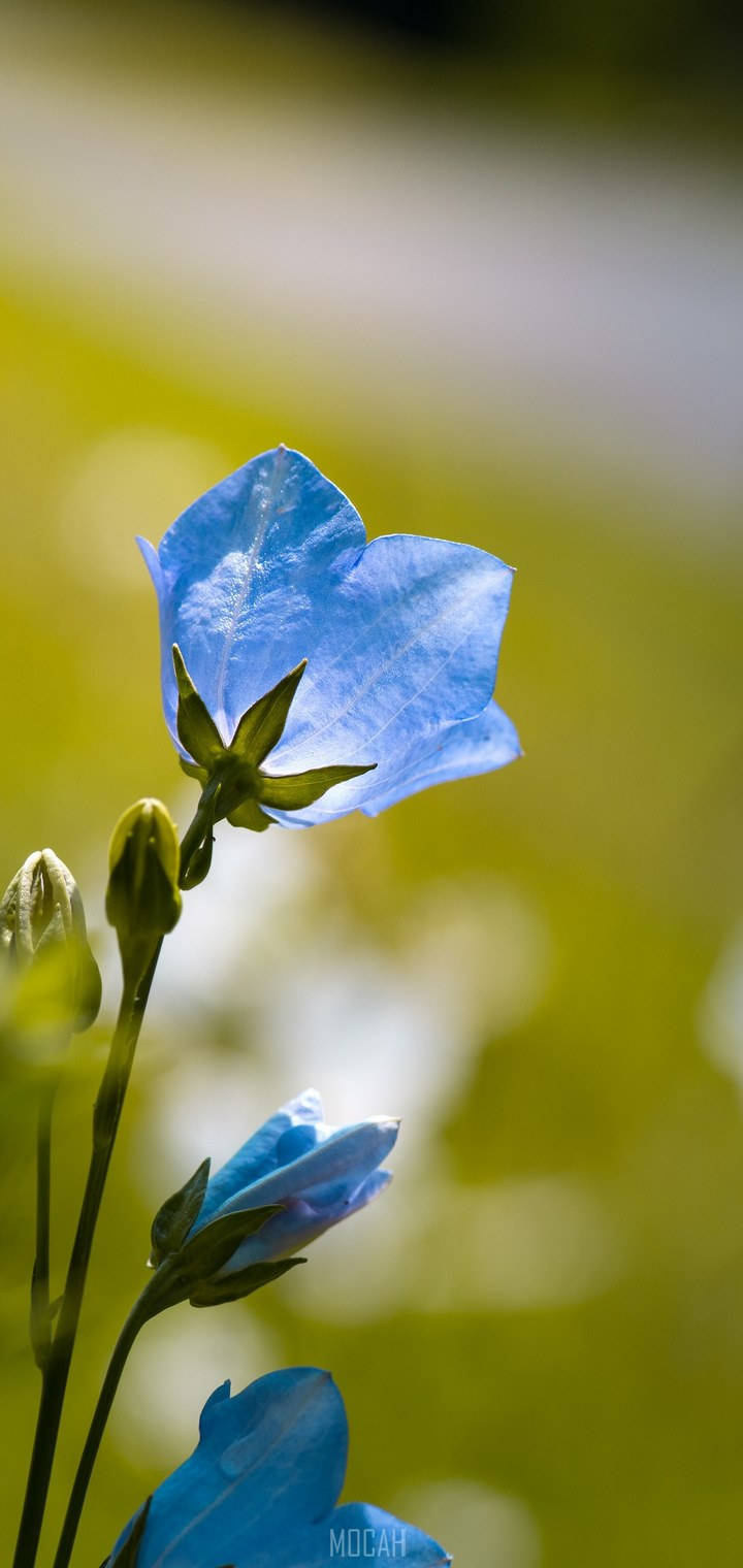 Realme 7 Pro, blue flower, bellflower, HD Phone Wallpaper