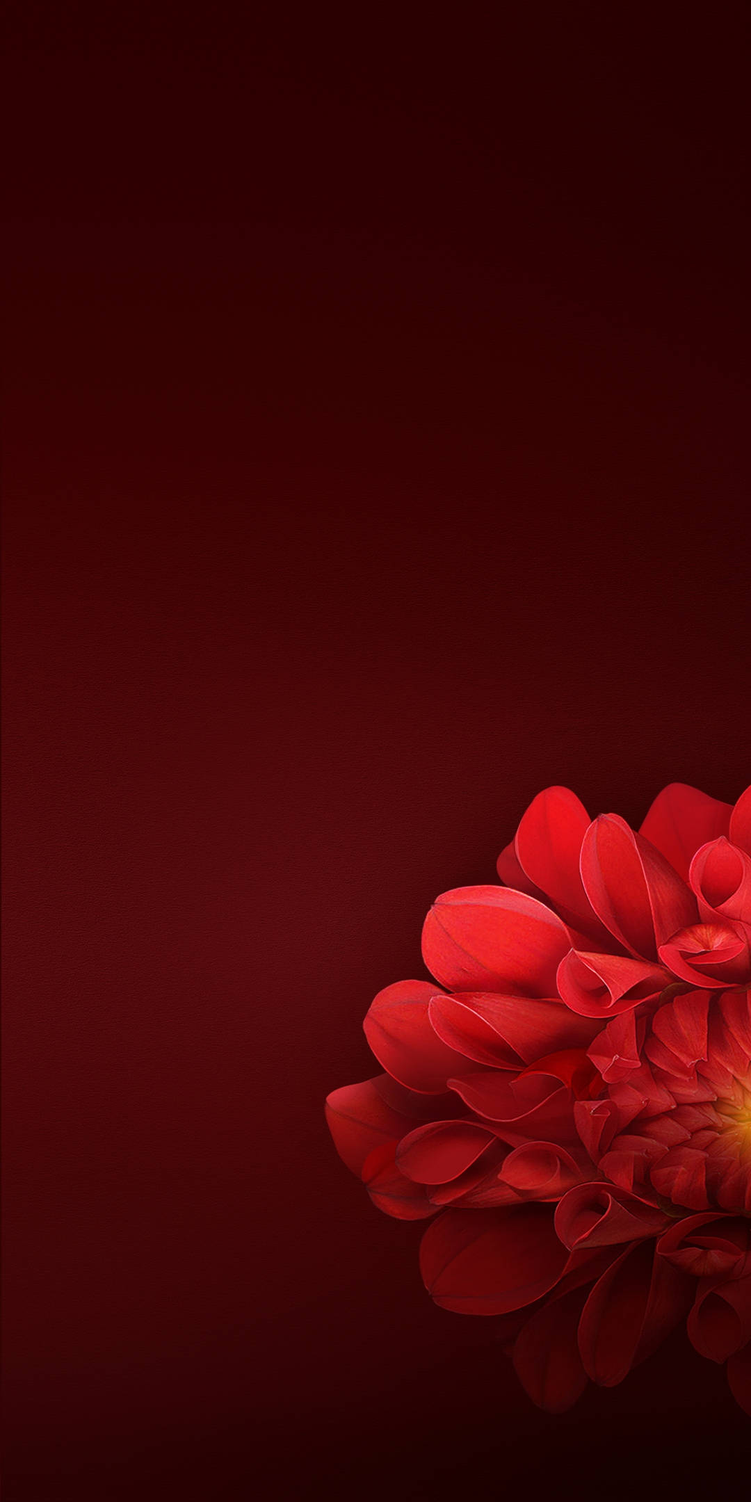Realme 7, red dahlia, deep maroon gradient background, Full HD Phone Wallpaper