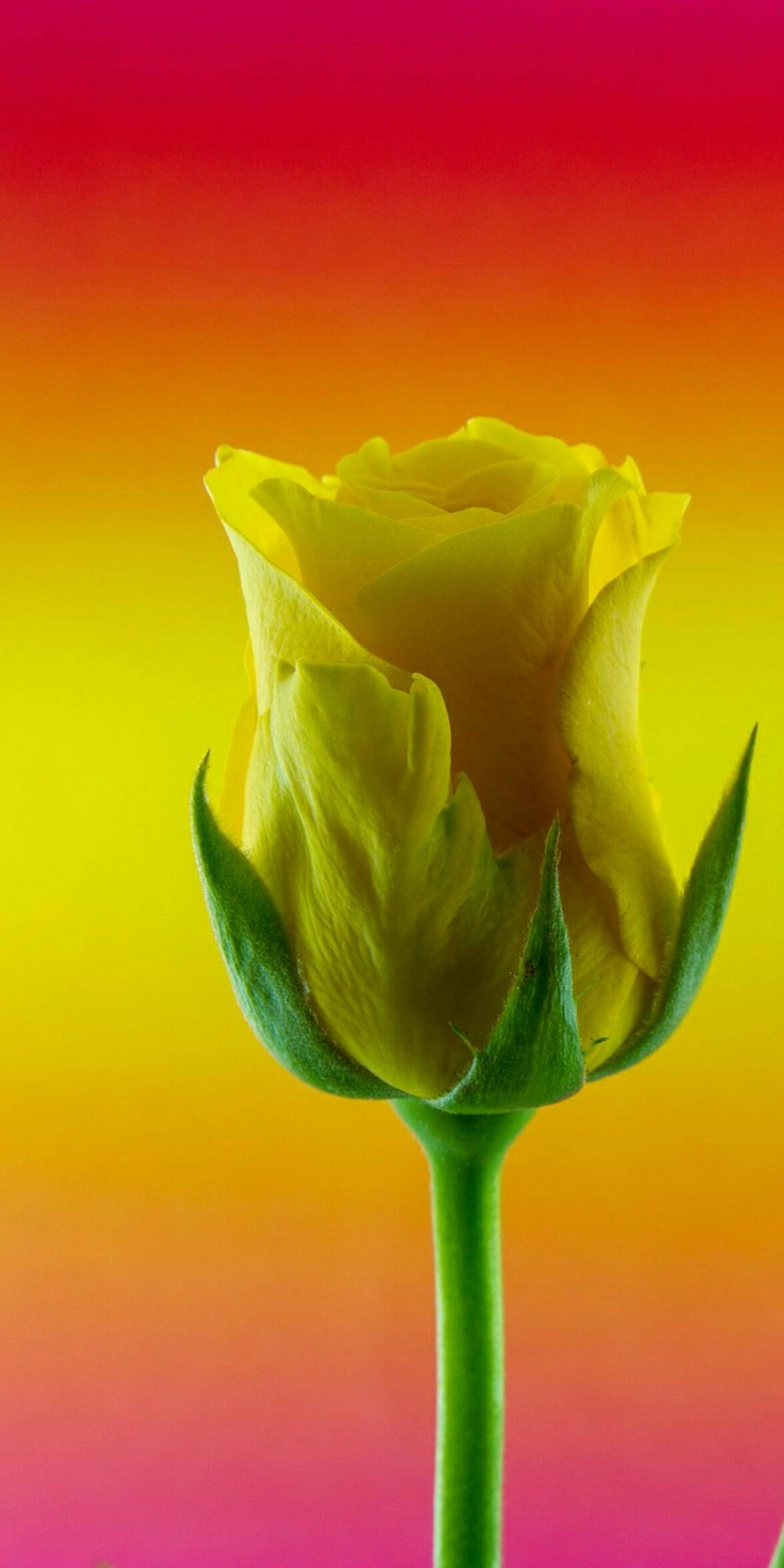 Realme 7, yellow rose, pink orange, Full HD Phone Wallpaper