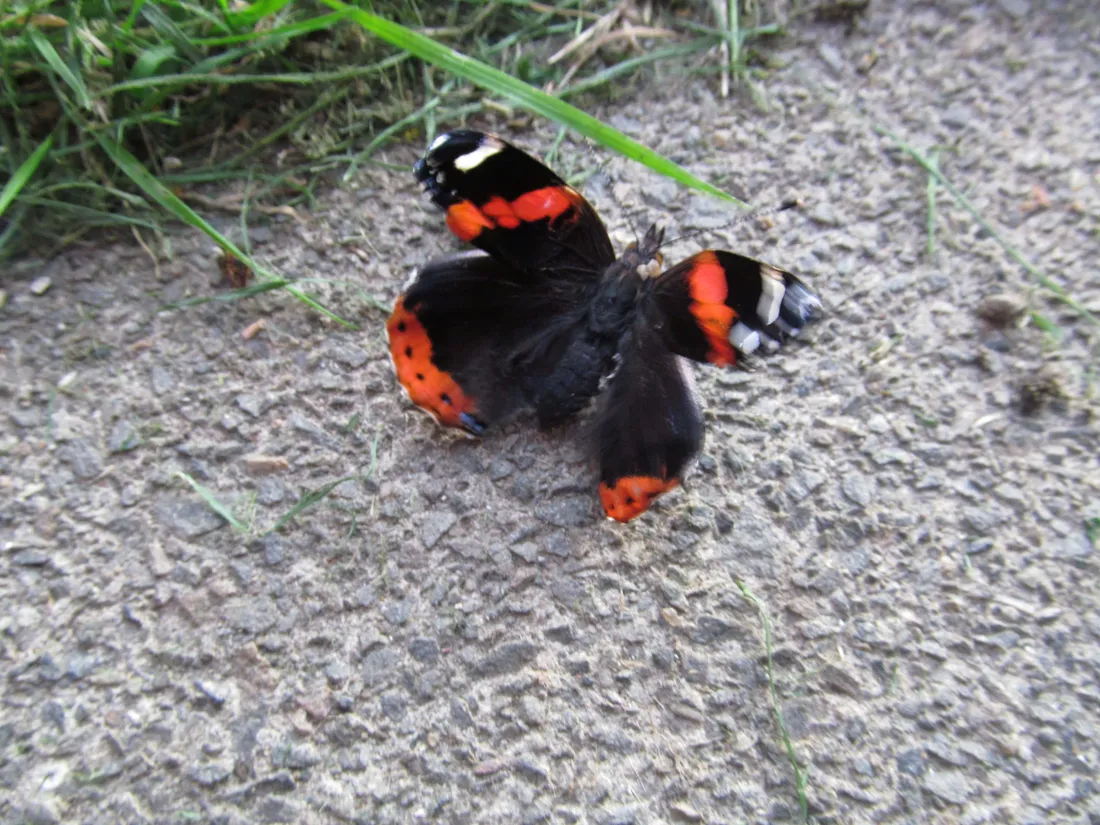 Red Admiral Butterfly