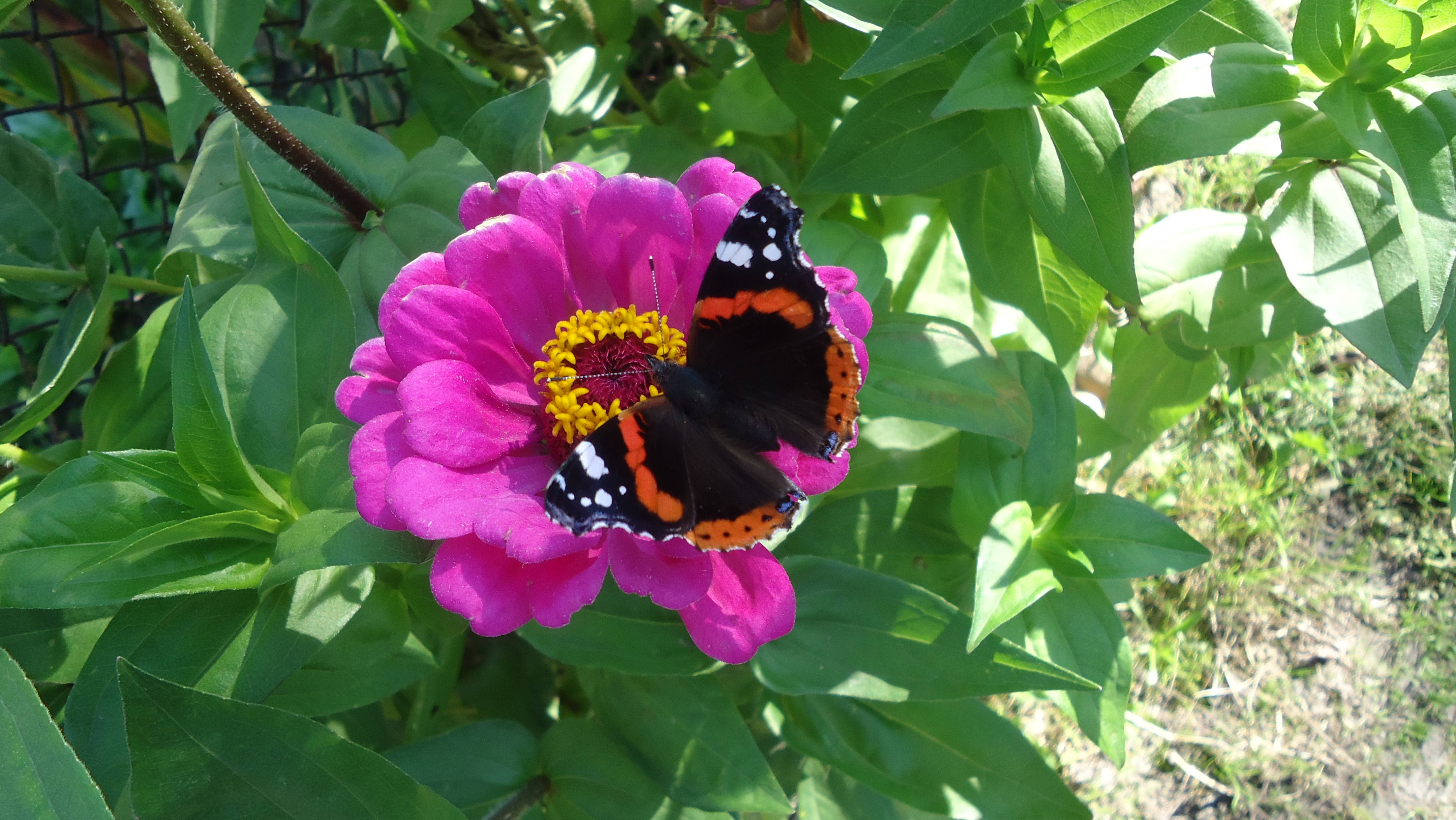 Red Admiral butterfly, green foliage, bright pink zinnia flower, 4K Desktop Wallpaper