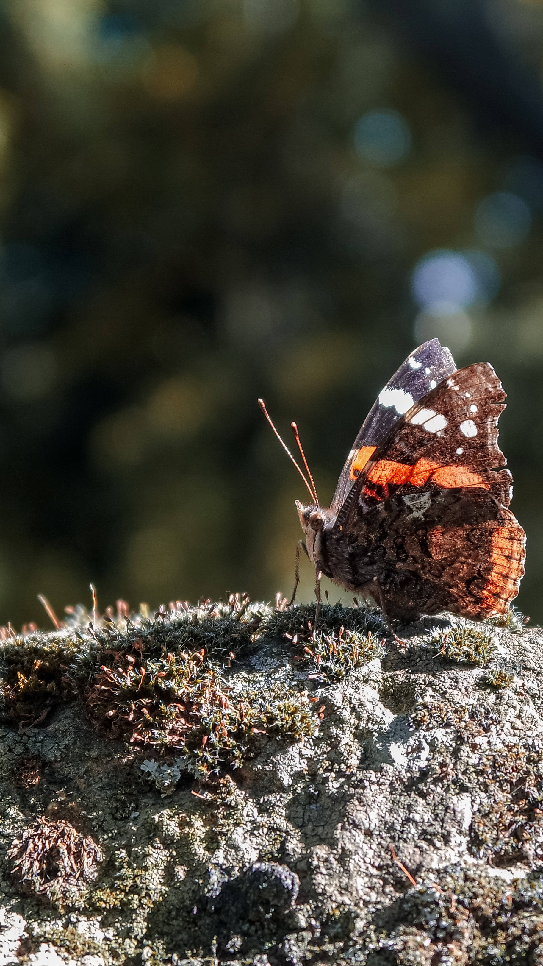Red Admiral Butterfly, mossy rock, soft bokeh background, 2K Phone Wallpaper