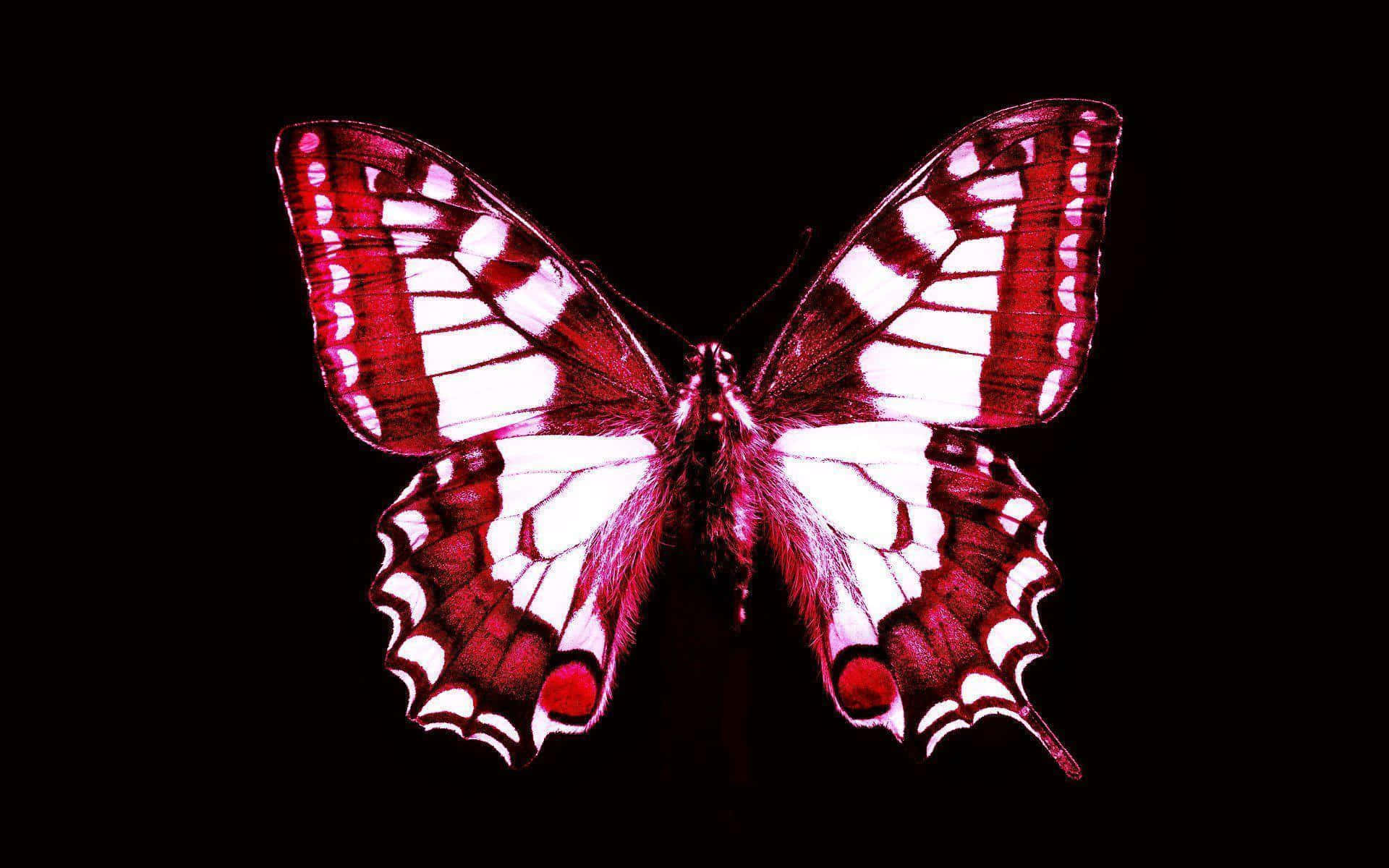 red butterfly, red and white butterfly, intricate wing patterns, Full HD Desktop Wallpaper