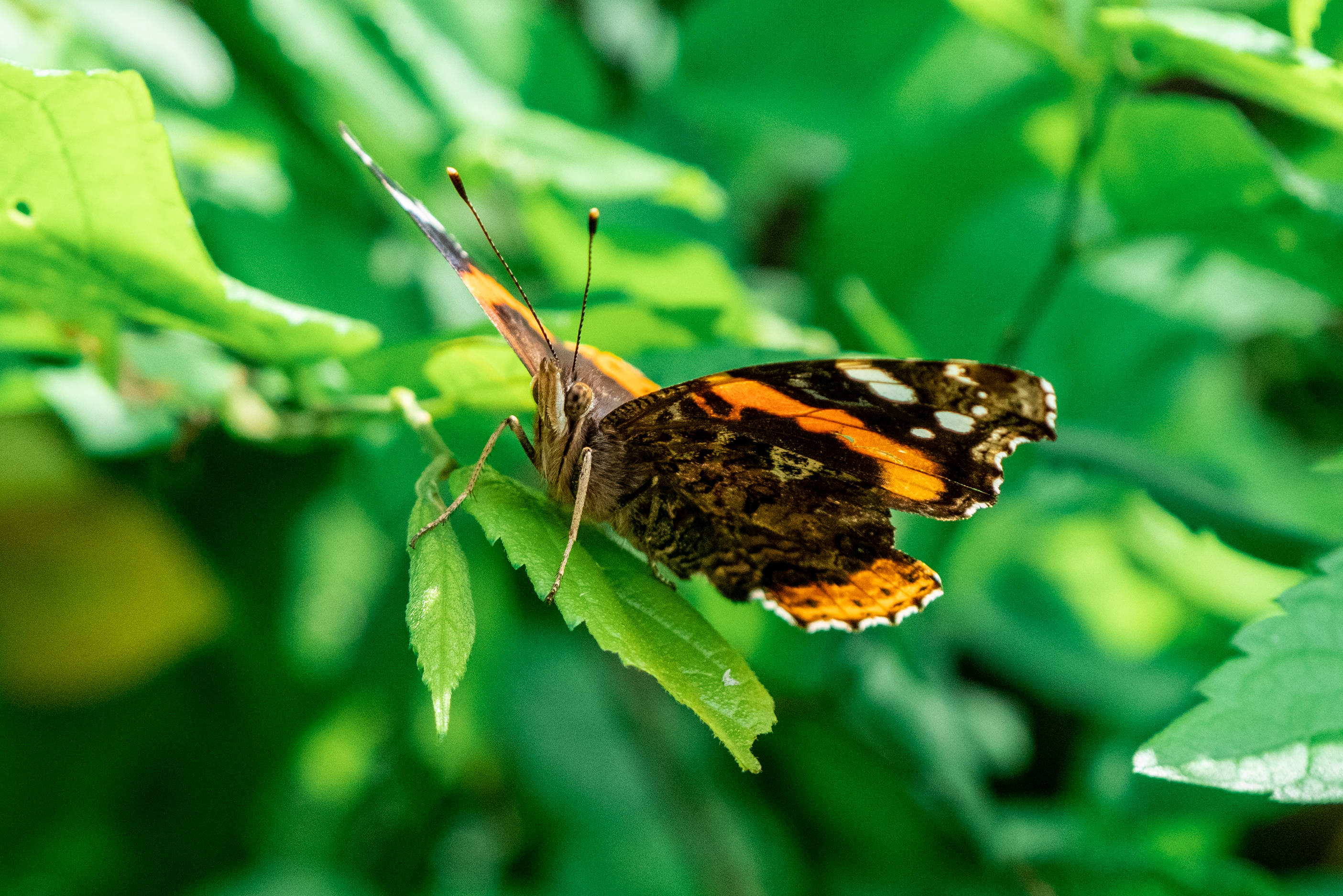 Red Admiral Butterfly, orange, black, 2K Desktop Wallpaper