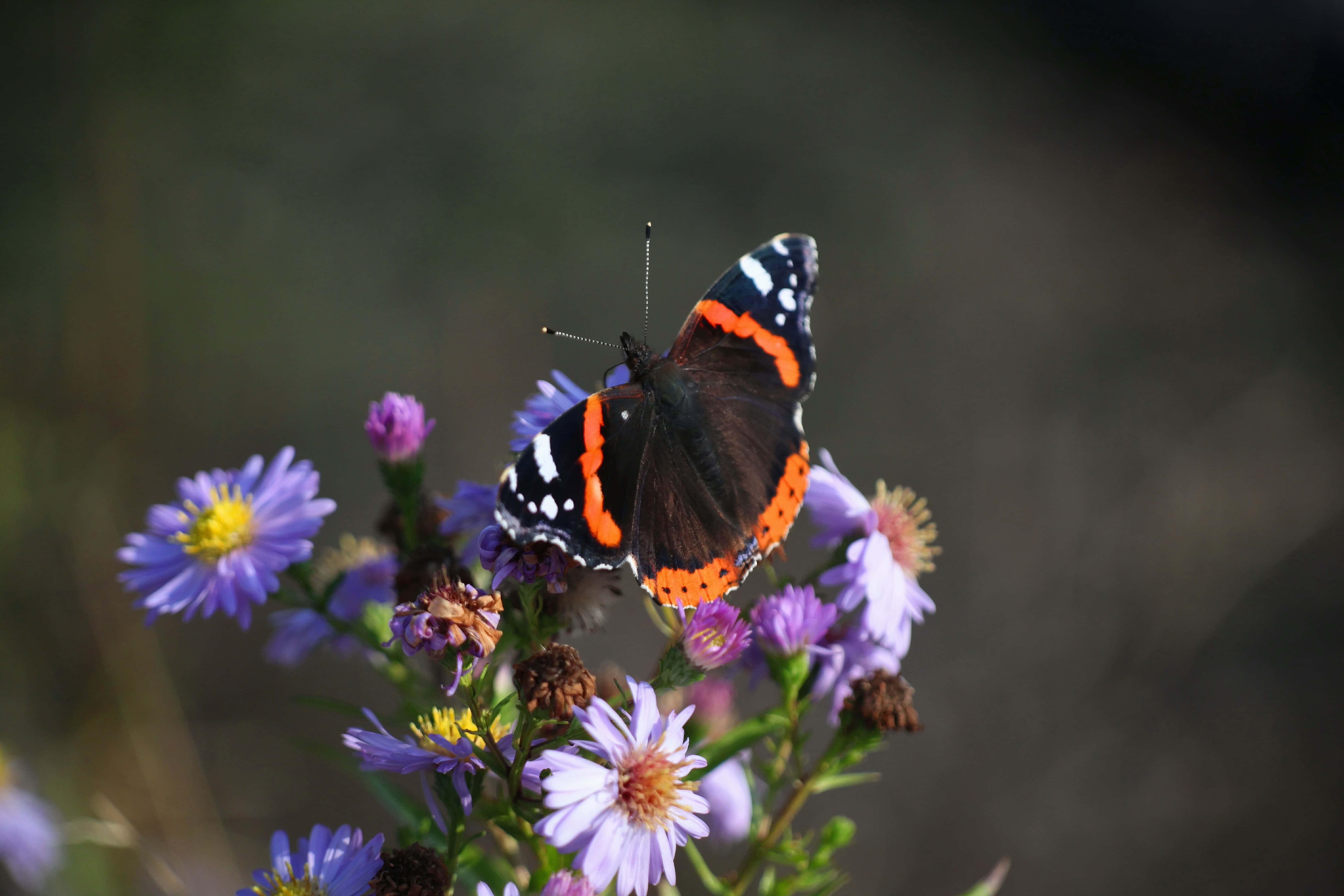 Red Admiral Butterfly, red orange, black, 5K Desktop Wallpaper