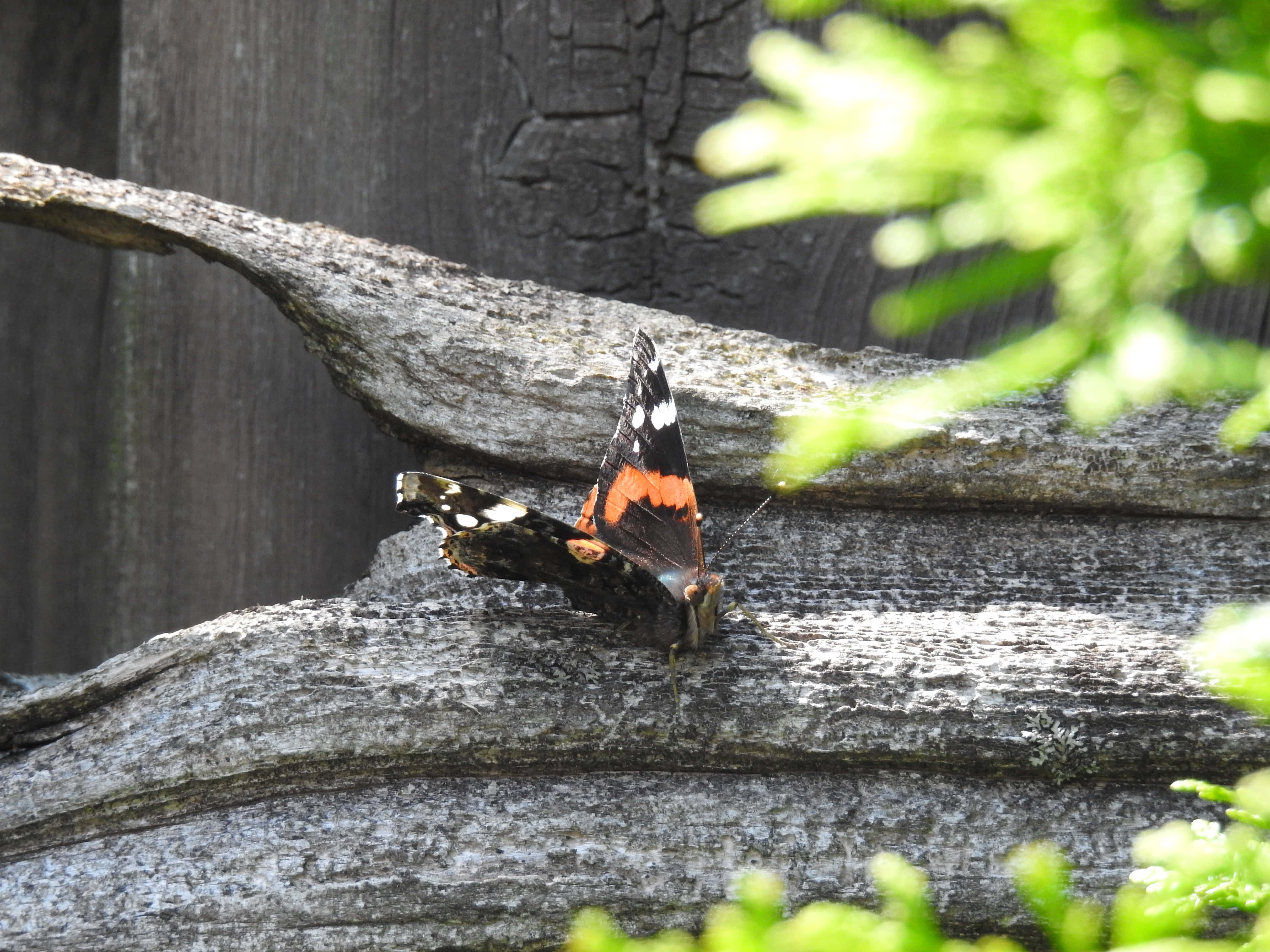 Red Admiral Butterfly, weathered wooden fence, green foliage, 4K Desktop Wallpaper