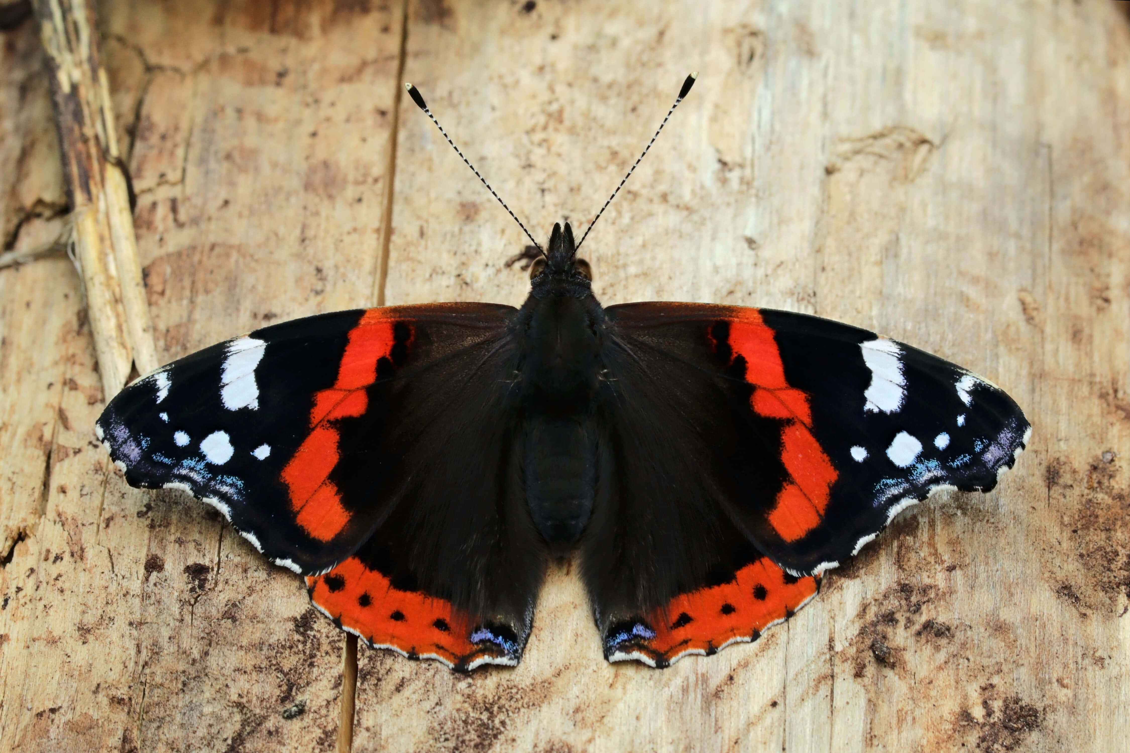 Red Admiral Butterfly, black wings, white spots, 4K Desktop Wallpaper