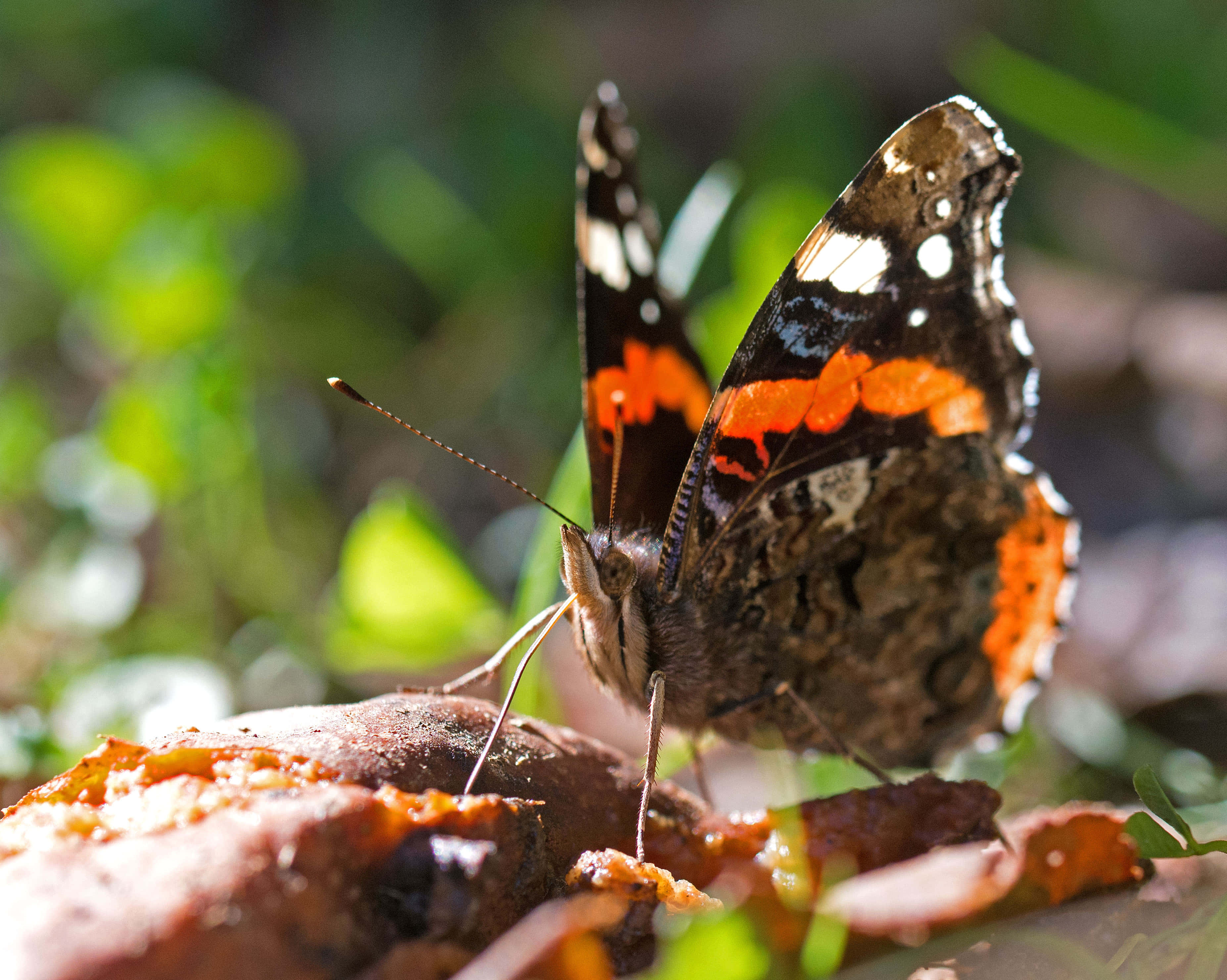 Red Admiral Butterfly, red orange, black, 2K Desktop Wallpaper