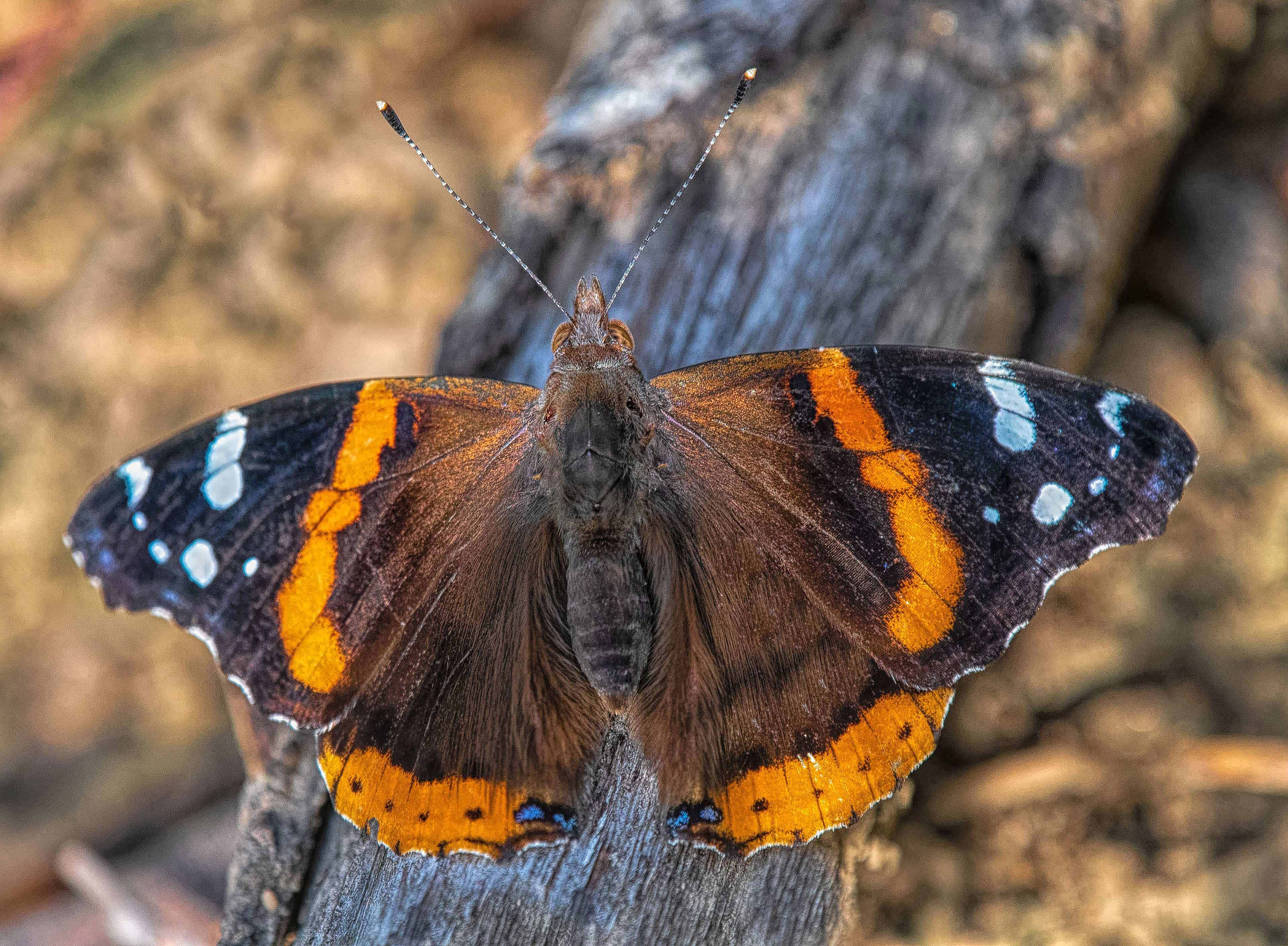 Red Admiral Butterfly, orange black and white wings, weathered bark, 2K Desktop Wallpaper