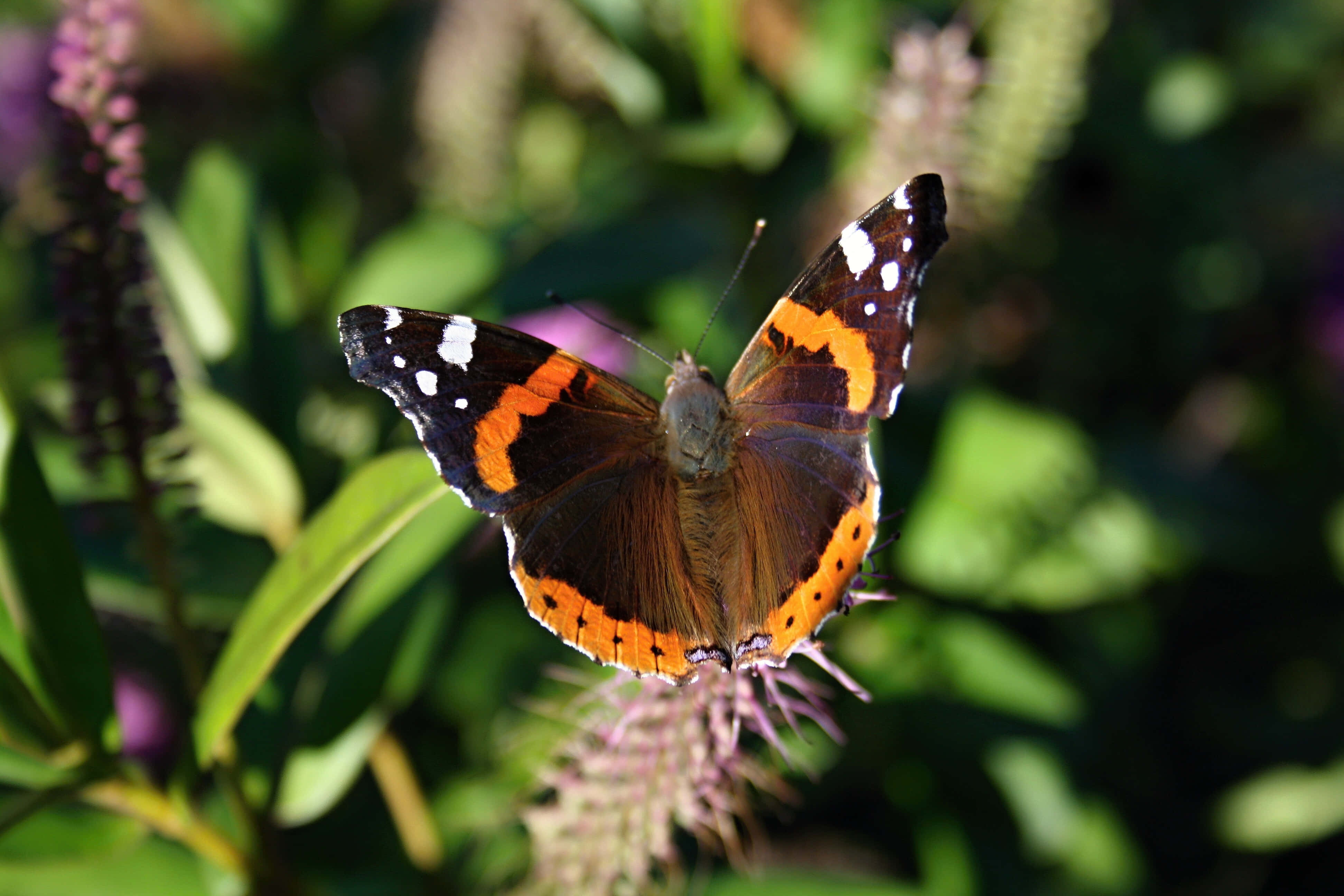 Red Admiral Butterfly, orange black and white wings, purple flower, 4K Desktop Wallpaper