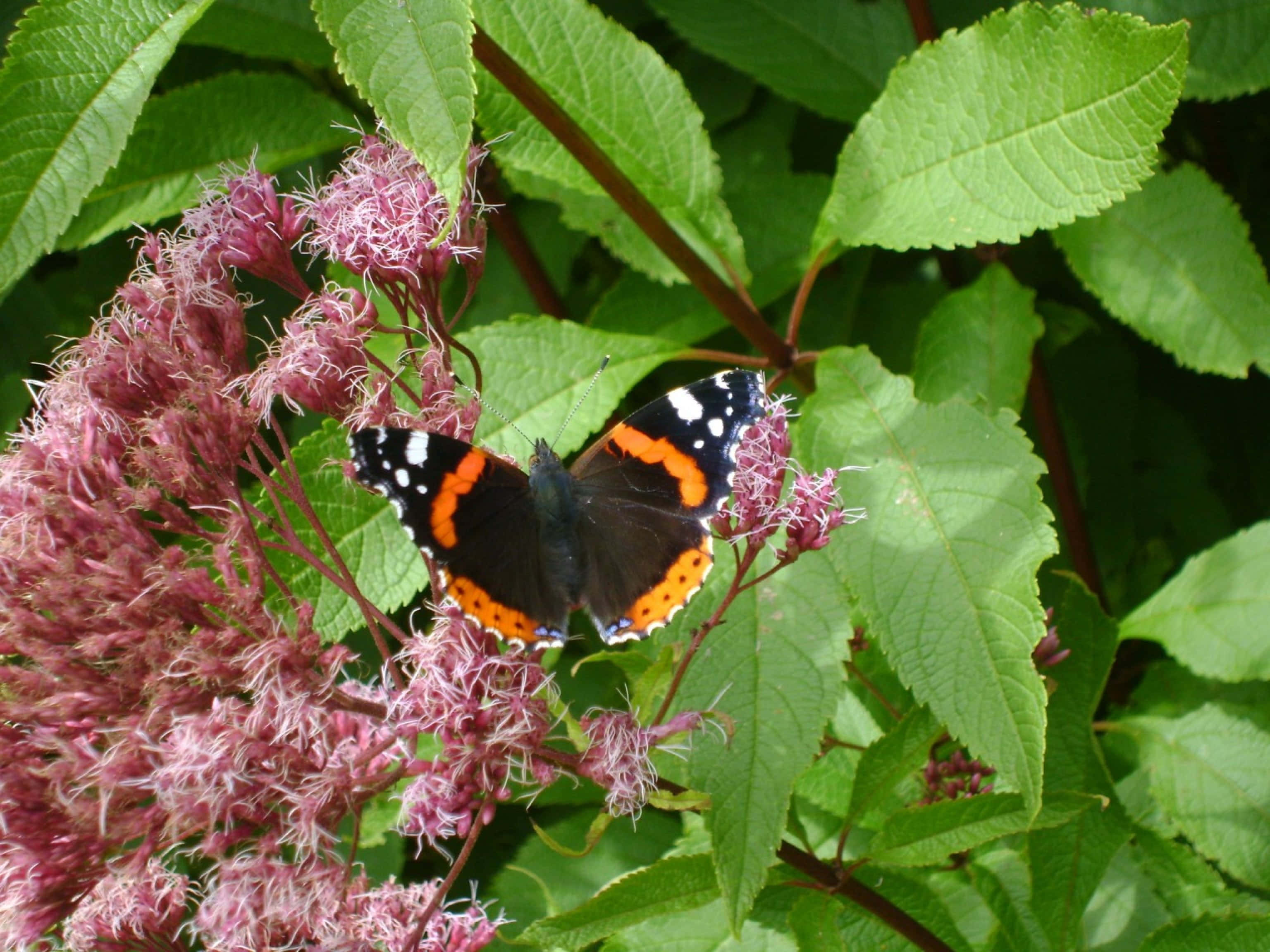 Red Admiral Butterfly, black wings, orange bands, 2K Desktop Wallpaper