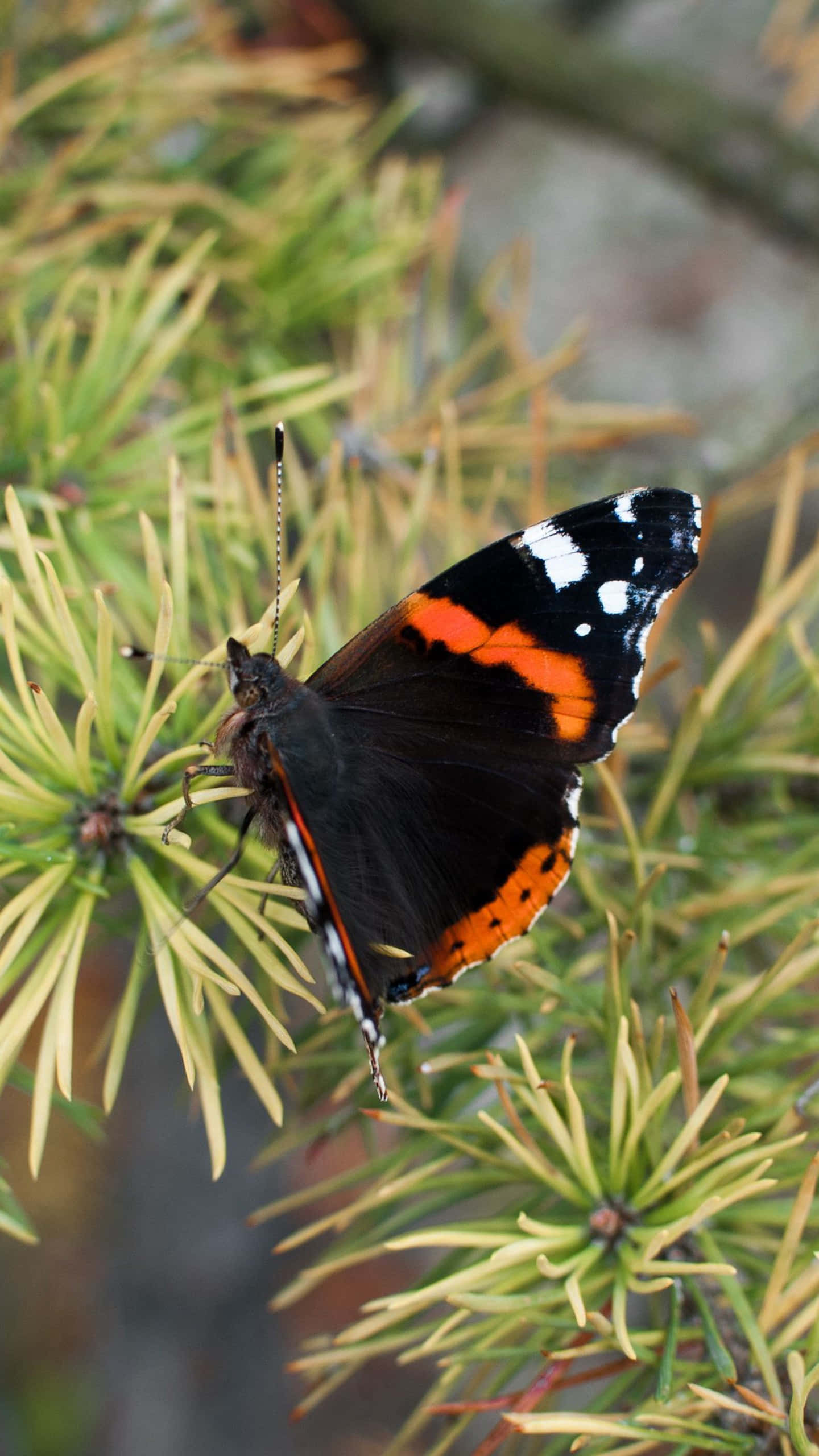 Red Admiral Butterfly, black wings, orange bands, 2K Phone Wallpaper