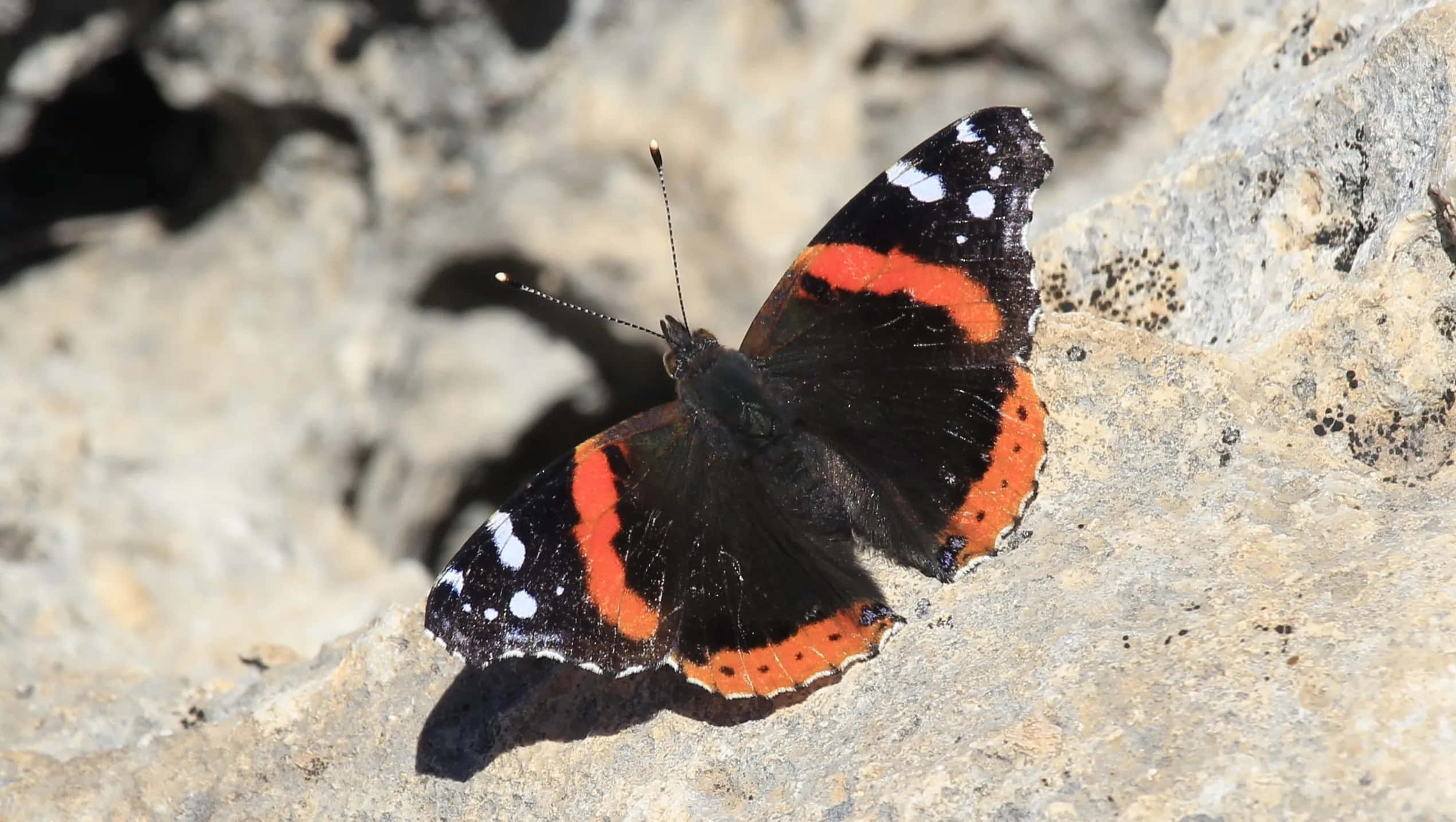 Red Admiral Butterfly, black wings, white spots, Full HD Desktop Wallpaper