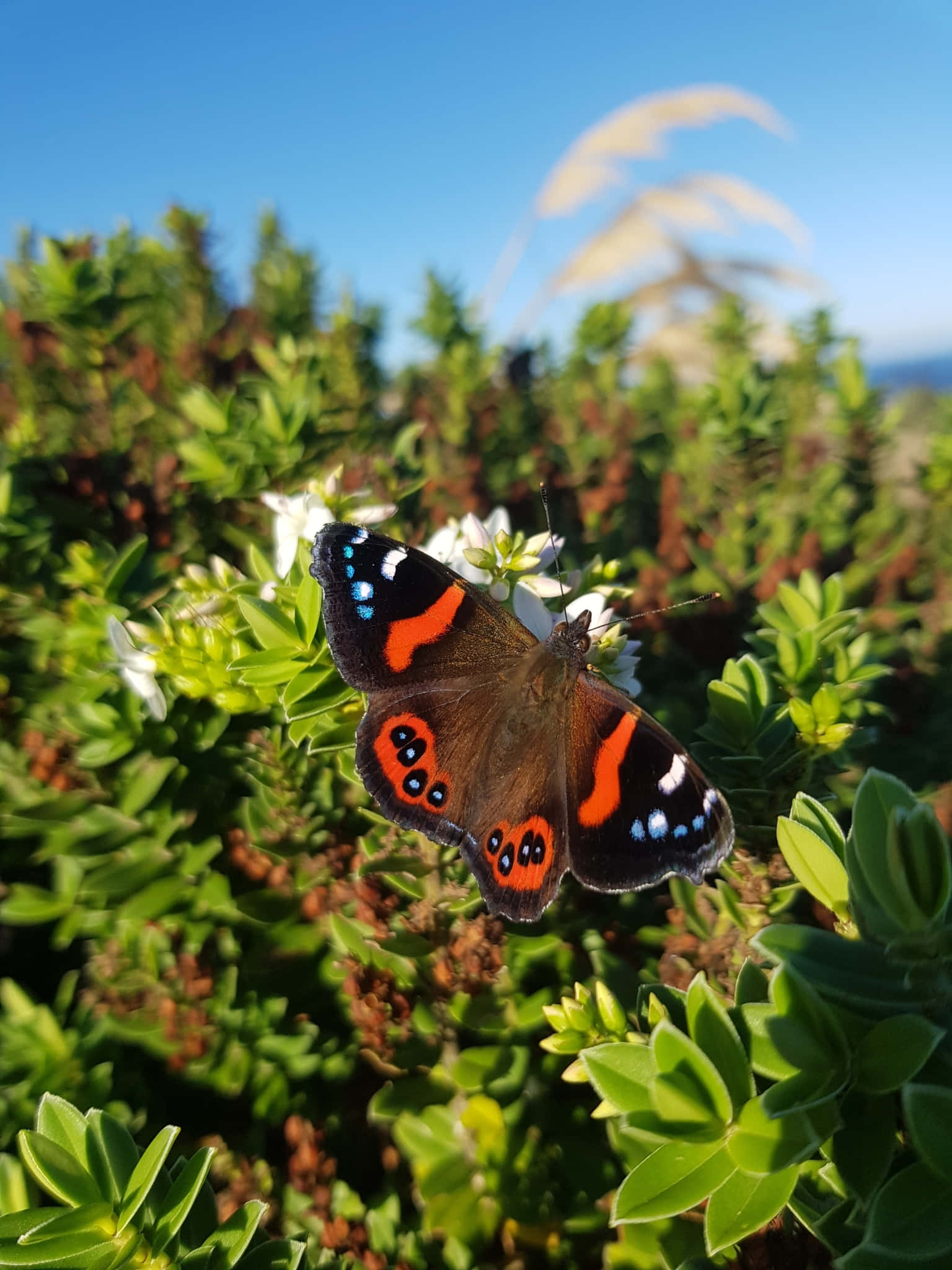 Red Admiral Butterfly, red orange and black, white flowers, Full HD Phone Wallpaper