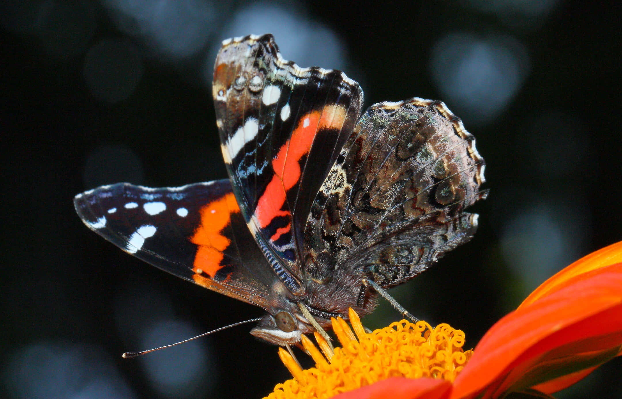 Red Admiral Butterfly, black wings, white spots, Full HD Desktop Wallpaper