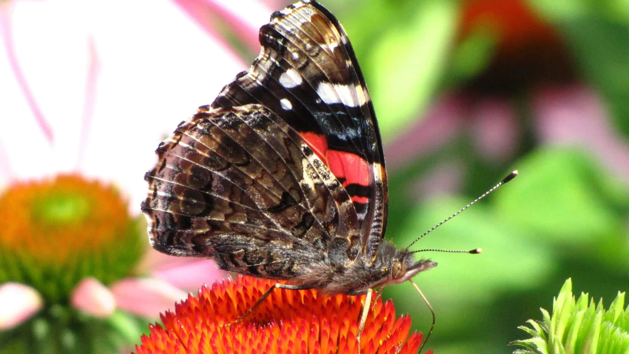Red Admiral Butterfly, bright orange coneflower, soft blurred garden backdrop, Full HD Desktop Wallpaper