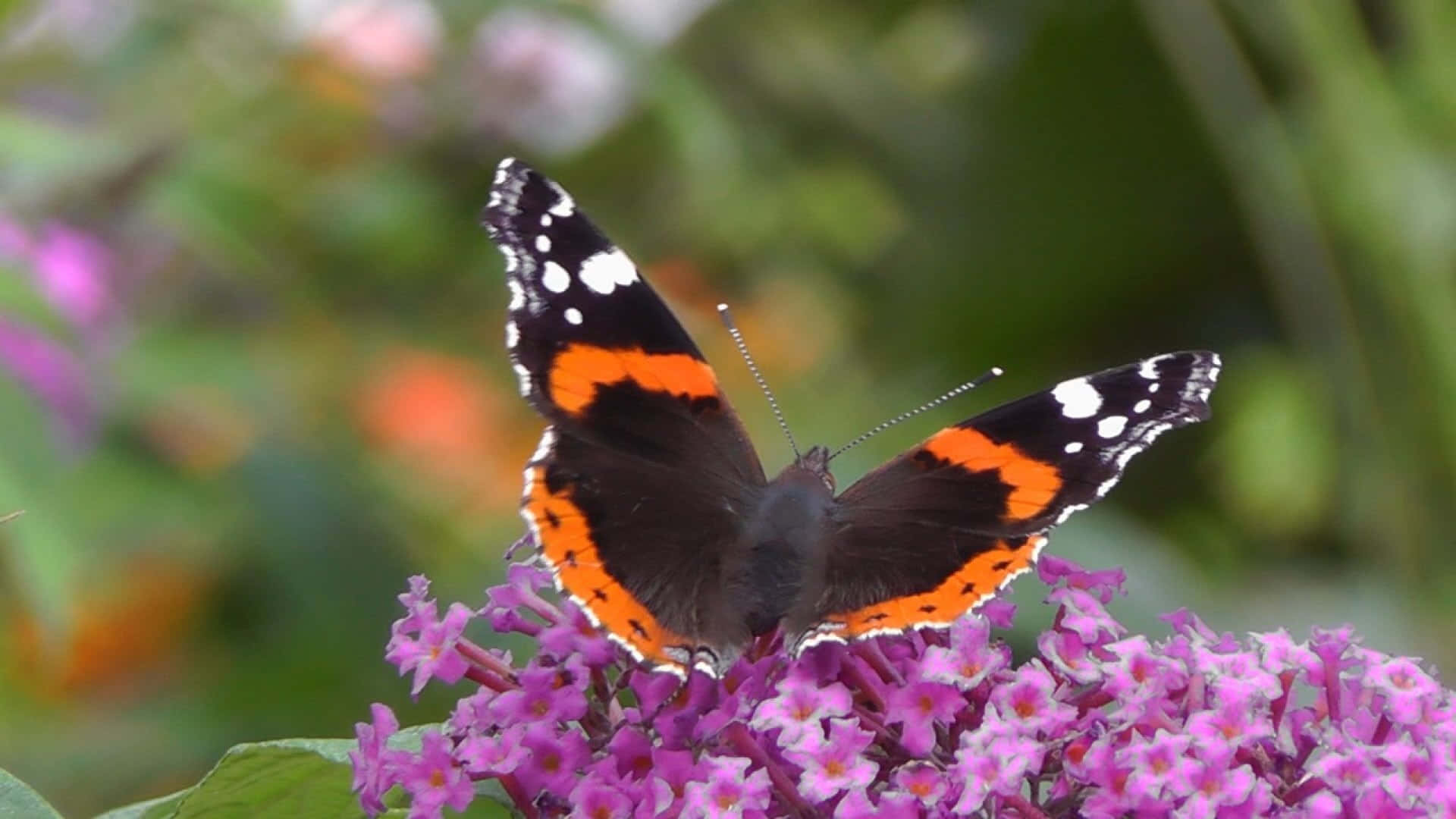 Red Admiral Butterfly, black wings, white spots, Full HD Desktop Wallpaper