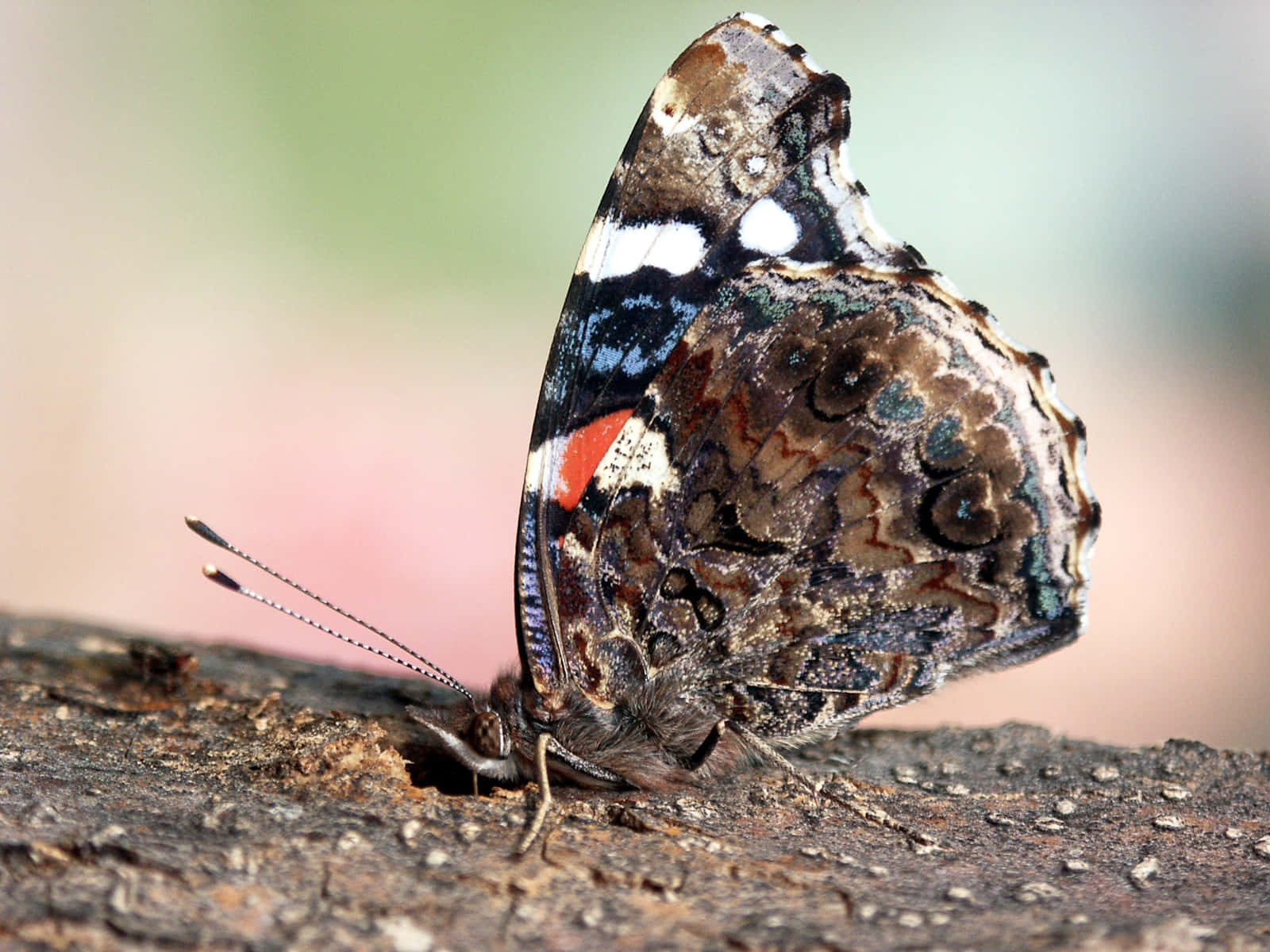 Red Admiral Butterfly, rough bark, wings folded, HD Desktop Wallpaper