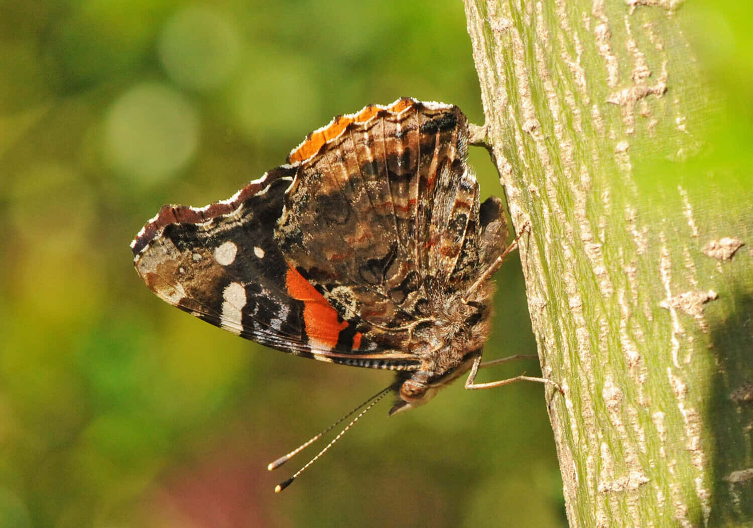Red Admiral Butterfly, black white and orange wings, textured green tree trunk, HD Desktop Wallpaper
