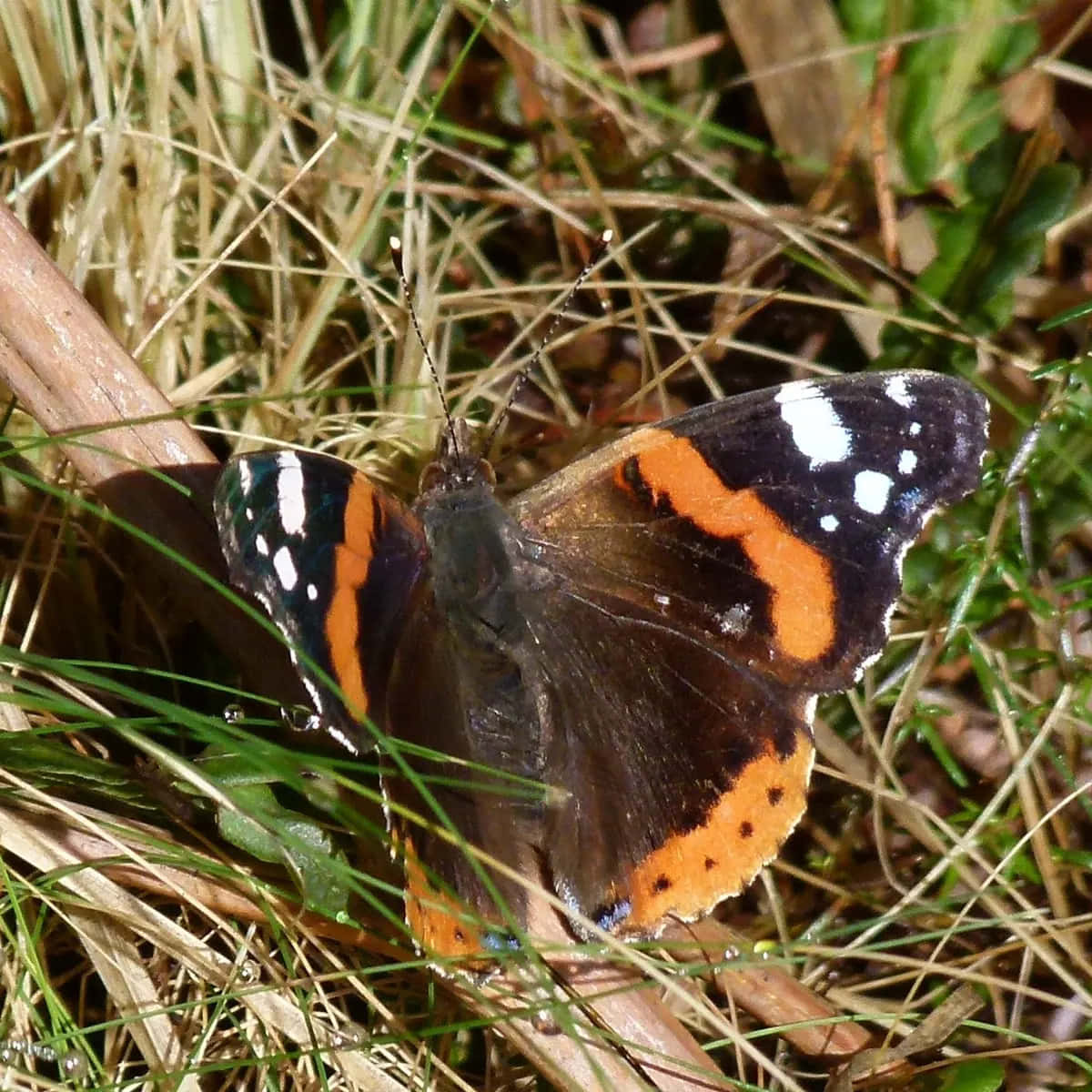 Red Admiral Butterfly, black wings, orange bands, SD Desktop Wallpaper