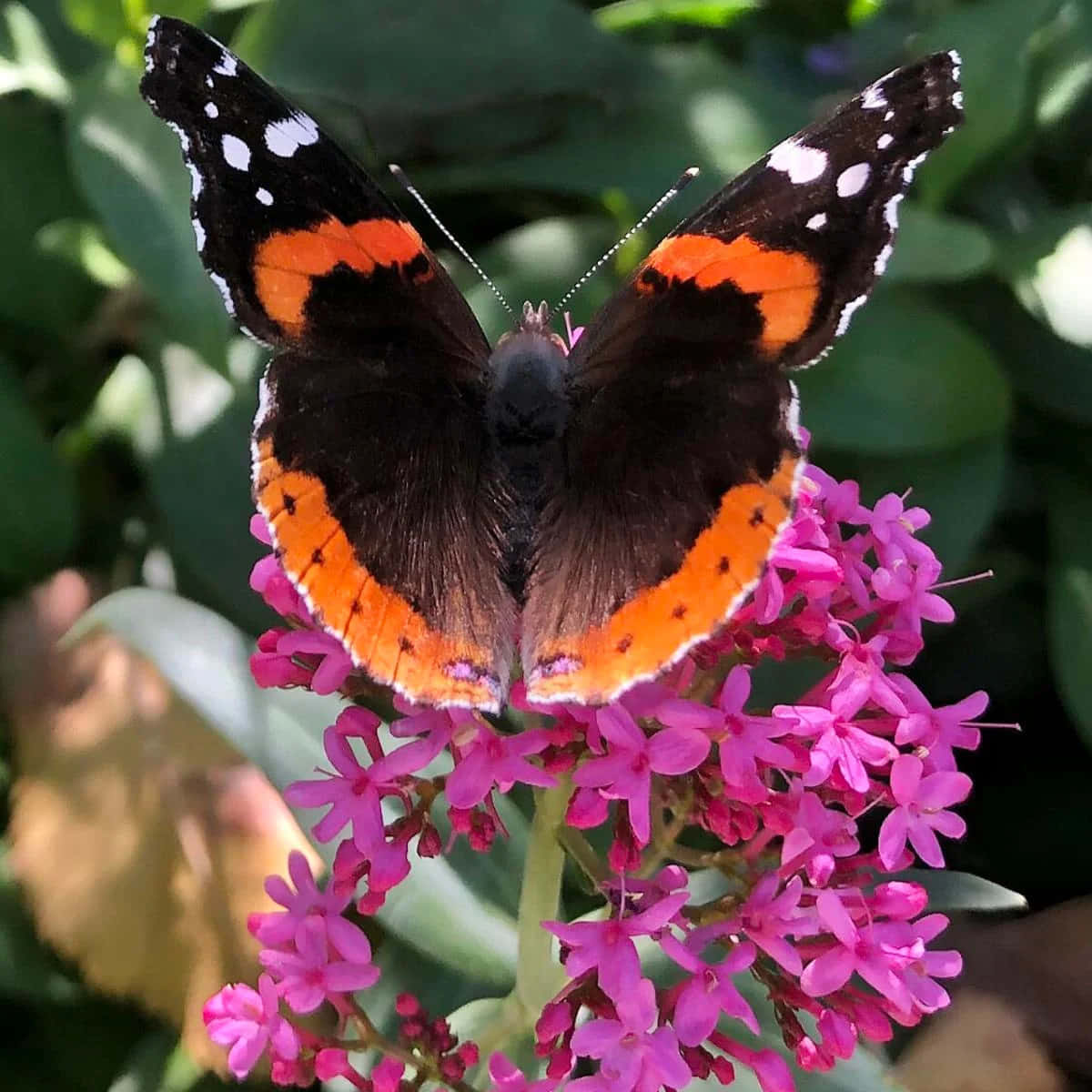 Red Admiral Butterfly, black wings, white spots, SD Desktop Wallpaper