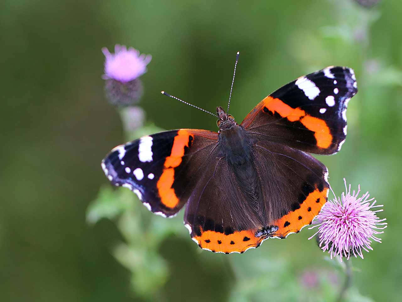 Red Admiral Butterfly, purple thistle flower, soft green background, HD Desktop Wallpaper