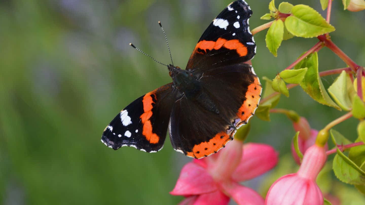 Red Admiral Butterfly, pink fuchsia flower, black wings, HD Desktop Wallpaper