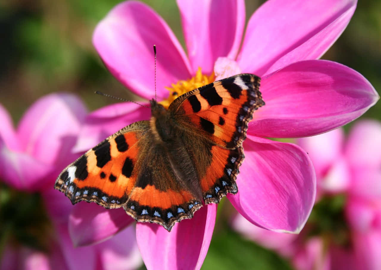 Red Admiral Butterfly, orange and black, bright pink cosmos flower, HD Desktop Wallpaper