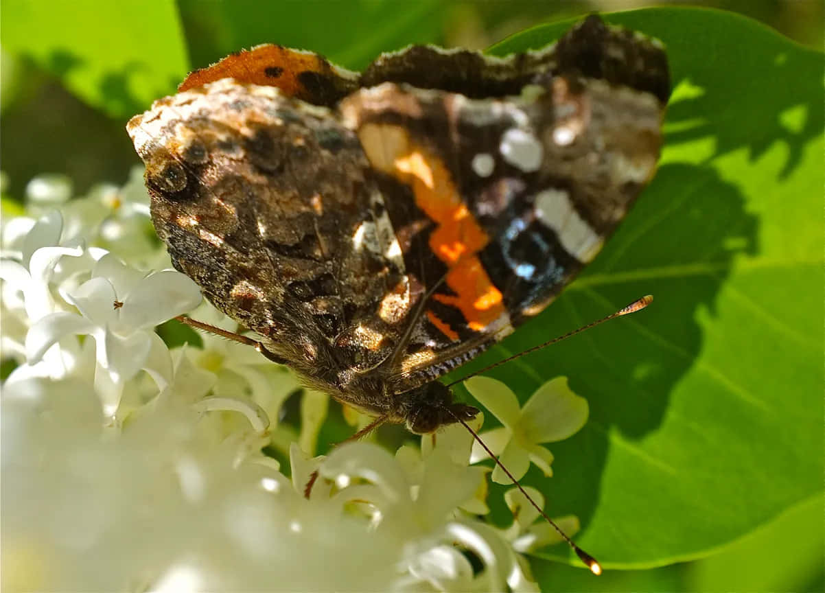 Red Admiral Butterfly, orange black and white wings, white flowers, SD Desktop Wallpaper